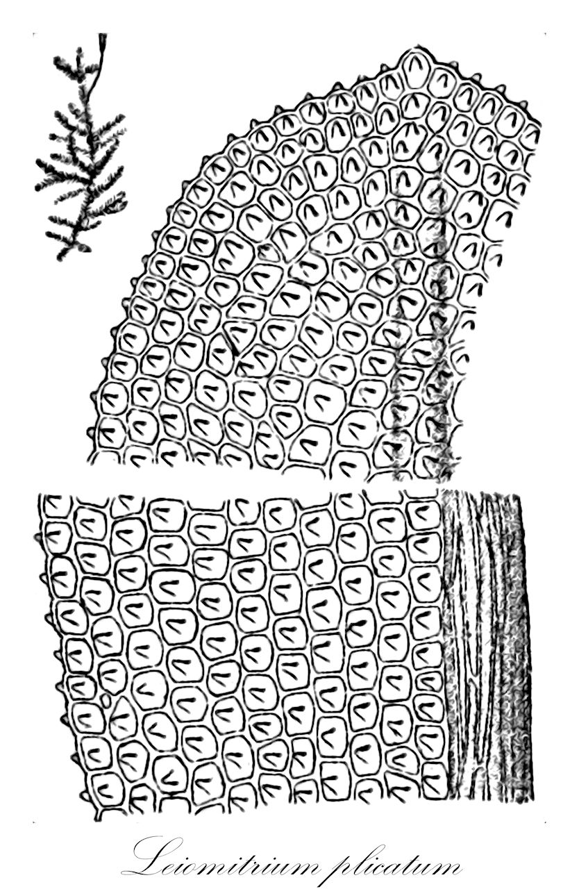 Leiomitrium plicatum - Orthotrichaceae,Plantae,Bryobiotina,Bryophyta,Bryopsida,Bryidae,Bryanae,Orthotrichales,Orthotrichaceae,Leiomitrium,Leiomitrium plicatum,Coleochaetium plicatum, Orthotrichum plicatum, Ulota plicata