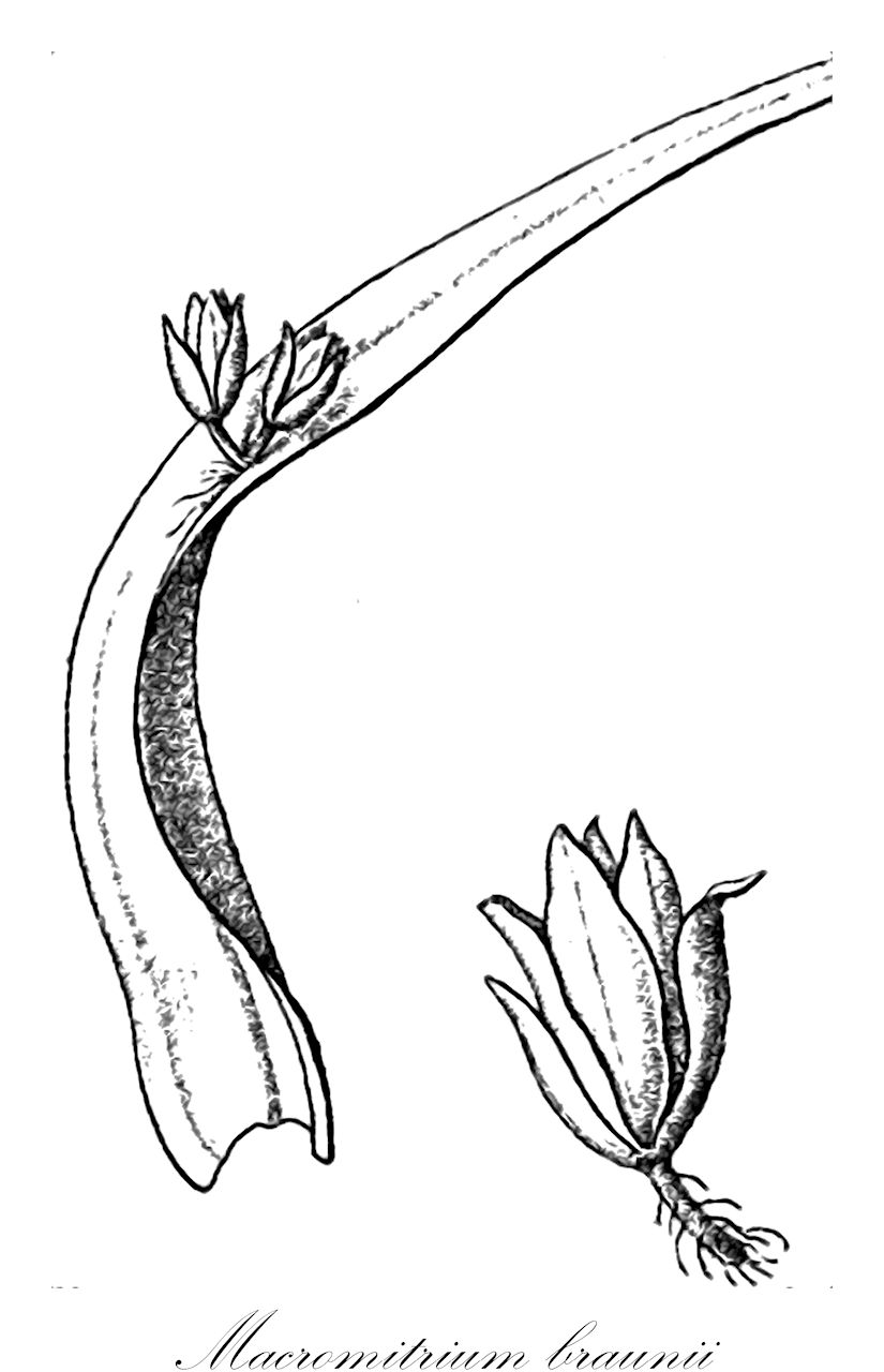 Macromitrium braunii - Orthotrichaceae,Plantae,Bryobiotina,Bryophyta,Bryopsida,Bryidae,Bryanae,Orthotrichales,Orthotrichaceae,Macromitrium,Macromitrium braunii