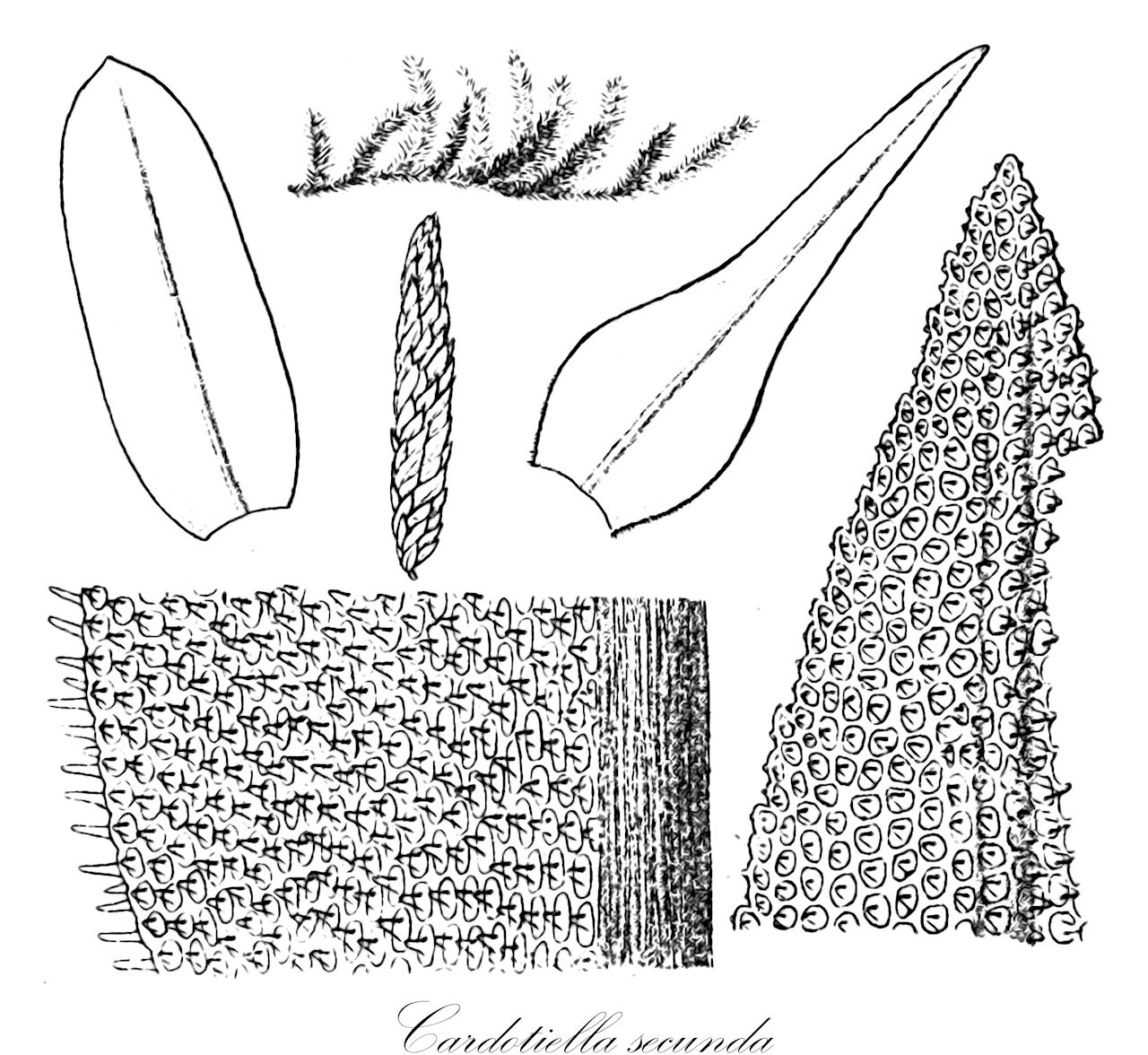 Cardotiella secunda - Orthotrichaceae,Plantae,Bryobiotina,Bryophyta,Bryopsida,Bryidae,Bryanae,Orthotrichales,Orthotrichaceae,Cardotiella,Cardotiella secunda,Cardotiella schlotheimiaeformis, Coleochaetium rugifolium, Coleochaetium secundum, Macromitrium rugifolium, Macromitrium schlotheimiaeforme, Macromitrium secundum