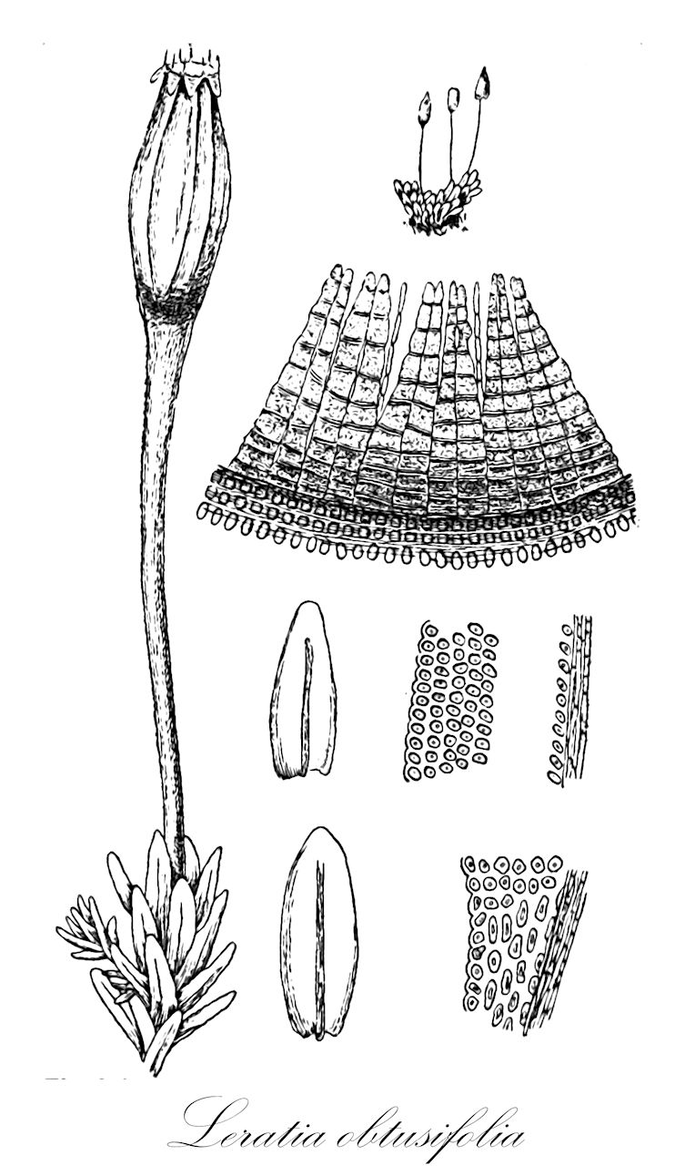 Leratia obtusifolia - Orthotrichaceae,Plantae,Bryobiotina,Bryophyta,Bryopsida,Bryidae,Bryanae,Orthotrichales,Orthotrichaceae,Leratia,Leratia obtusifolia,Bryomaltaea obtusifolia, Codonoblepharon linguiforme, Codonoblepharon neglectum, Codonoblepharon obtusifolium, Zygodon araucariae, Zygodon erythrocarpus, Zygodon linguiformis, Zygodon neglectus, Zygodon obtusifolius, Zygodon obtusifolius var. antarcticus, Zygodon obtusifolius var. latifolius, Zygodon spathulaefolius