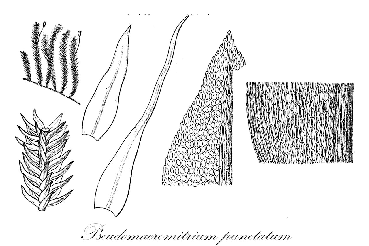 Pseudomacromitrium punctatum - Orthotrichaceae,Plantae,Bryobiotina,Bryophyta,Bryopsida,Bryidae,Bryanae,Orthotrichales,Orthotrichaceae,Pseudomacromitrium,Pseudomacromitrium punctatum,Macromitrium brachyrhynchum, Macromitrium dentatulum, Macromitrium hirtellum, Macromitrium osculatianum, Macromitrium pentagonum, Macromitrium pentastichum, Macromitrium punctatum, Macromitrium sartorii, Macromitrium sartorii var. gracilescens, Macromitrium sartorii var. robustius, Orthotrichum punctatum, Schlotheimia brachyrhyncha