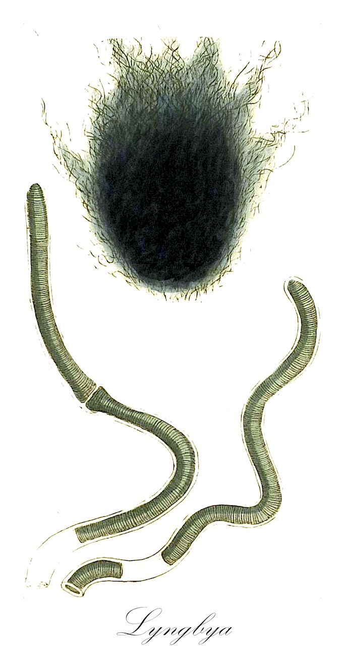 Lyngbya - Oscillatoriaceae,Biota,Bacteria,Negibacteria,Cyanobacteria,Cyanophyceae,Nostocales,Oscillatoriaceae,Lyngbya