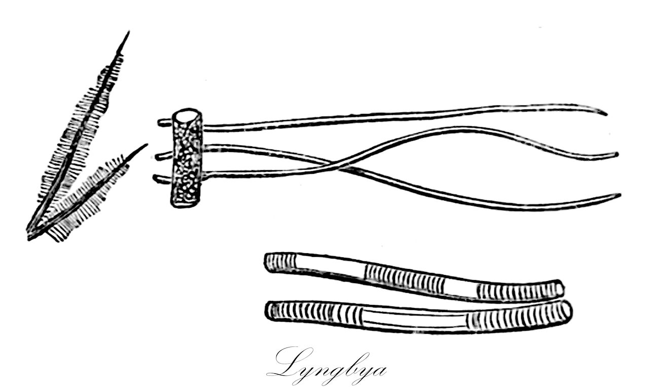 Lyngbya - Oscillatoriaceae,Biota,Bacteria,Negibacteria,Cyanobacteria,Cyanophyceae,Nostocales,Oscillatoriaceae,Lyngbya