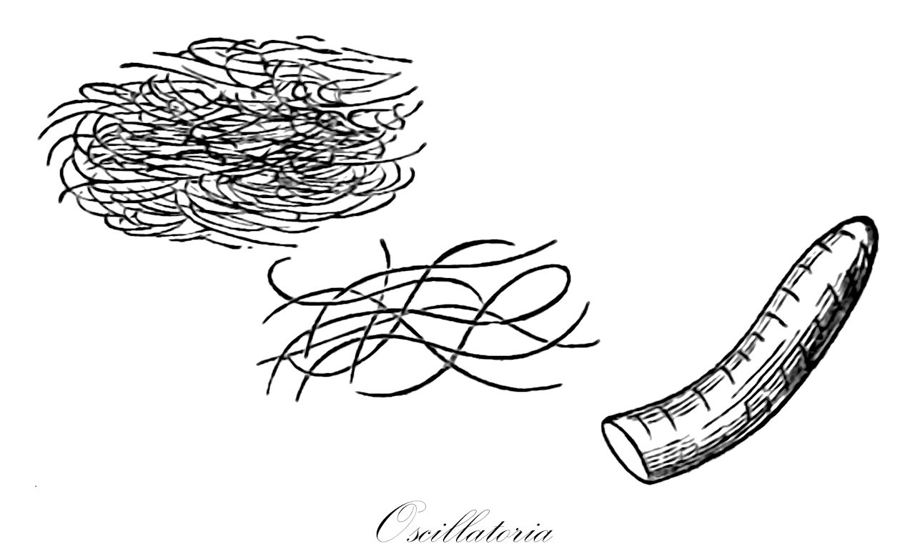 Oscillatoria - Oscillatoriaceae,Biota,Bacteria,Negibacteria,Cyanobacteria,Cyanophyceae,Nostocales,Oscillatoriaceae,Oscillatoria