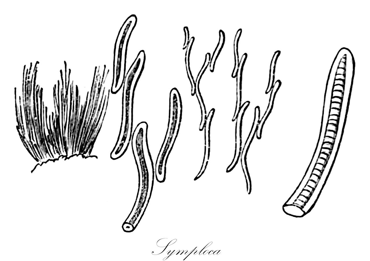 Symploca - Cyanobacteria,Biota,Bacteria,Negibacteria,Cyanobacteria,Cyanophyceae,Nostocales,Oscillatoriaceae,Symploca