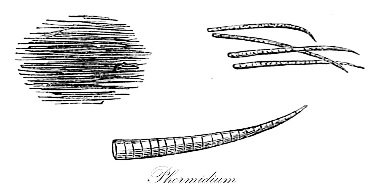 Phormidium - Oscillatoriaceae,Biota,Bacteria,Negibacteria,Cyanobacteria,Cyanophyceae,Nostocales,Oscillatoriaceae,Phormidium