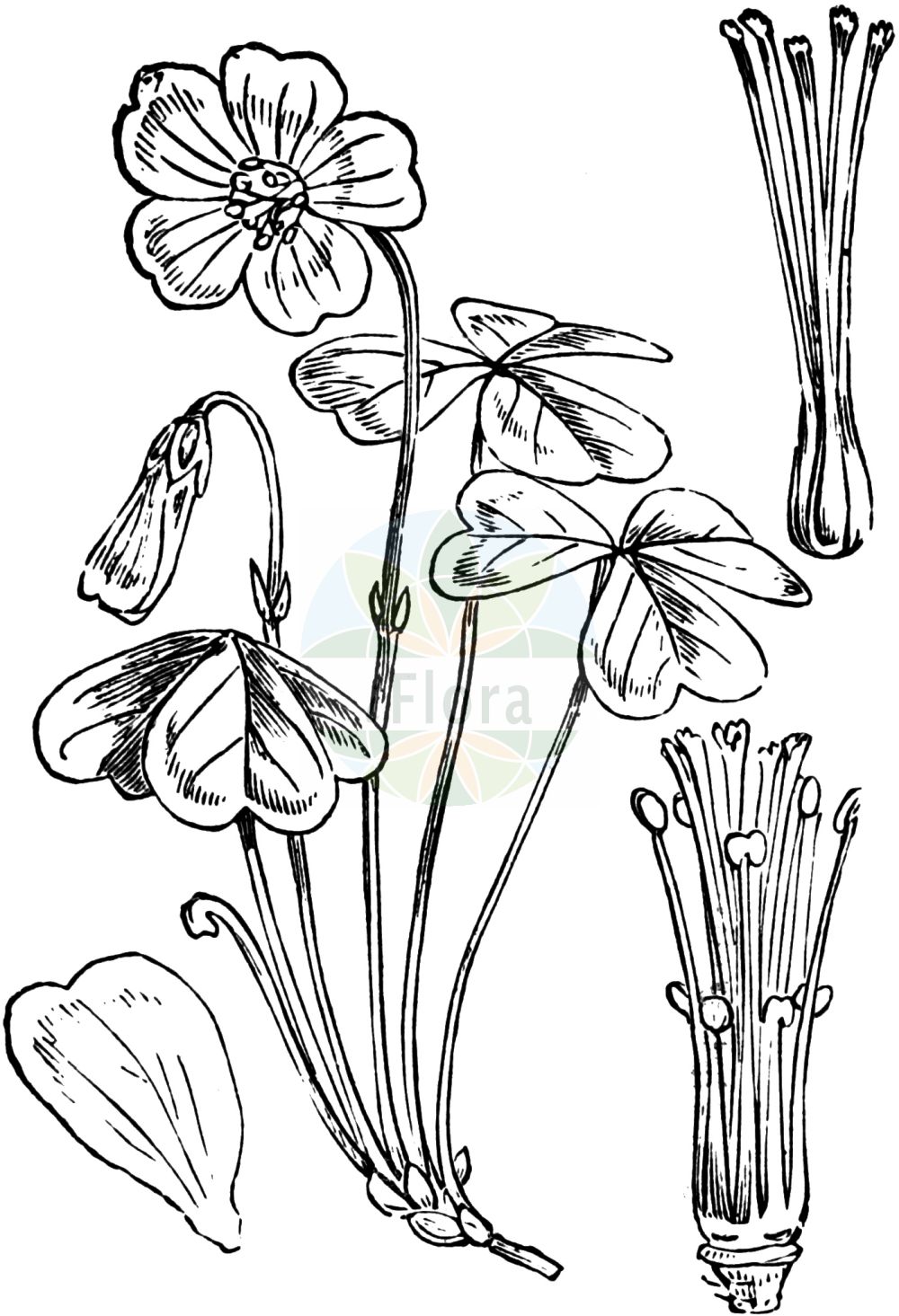 Historische Abbildung von Oxalis acetosella (Wald-Sauerklee - Wood-sorrel). Das Bild zeigt Blatt, Bluete, Frucht und Same. ---- Historical Drawing of Oxalis acetosella (Wald-Sauerklee - Wood-sorrel). The image is showing leaf, flower, fruit and seed.(Oxalis acetosella,Wald-Sauerklee,Wood-sorrel,Oxalis acetosella,Oxalis longiflora,Oxalis nemoralis,Oxalis parviflora,Oxalis vulgaris,Oxys acetosella,Wald-Sauerklee,Wood-sorrel,White Wood Sorrel,Mountain Woodsorrel,Common Wood Sorrel,Oxalis,Sauerklee,Sorrel,Oxalidaceae,Sauerkleegewächse,Wood Sorrel family,Blatt,Bluete,Frucht,Same,leaf,flower,fruit,seed,Fitch et al. (1880))