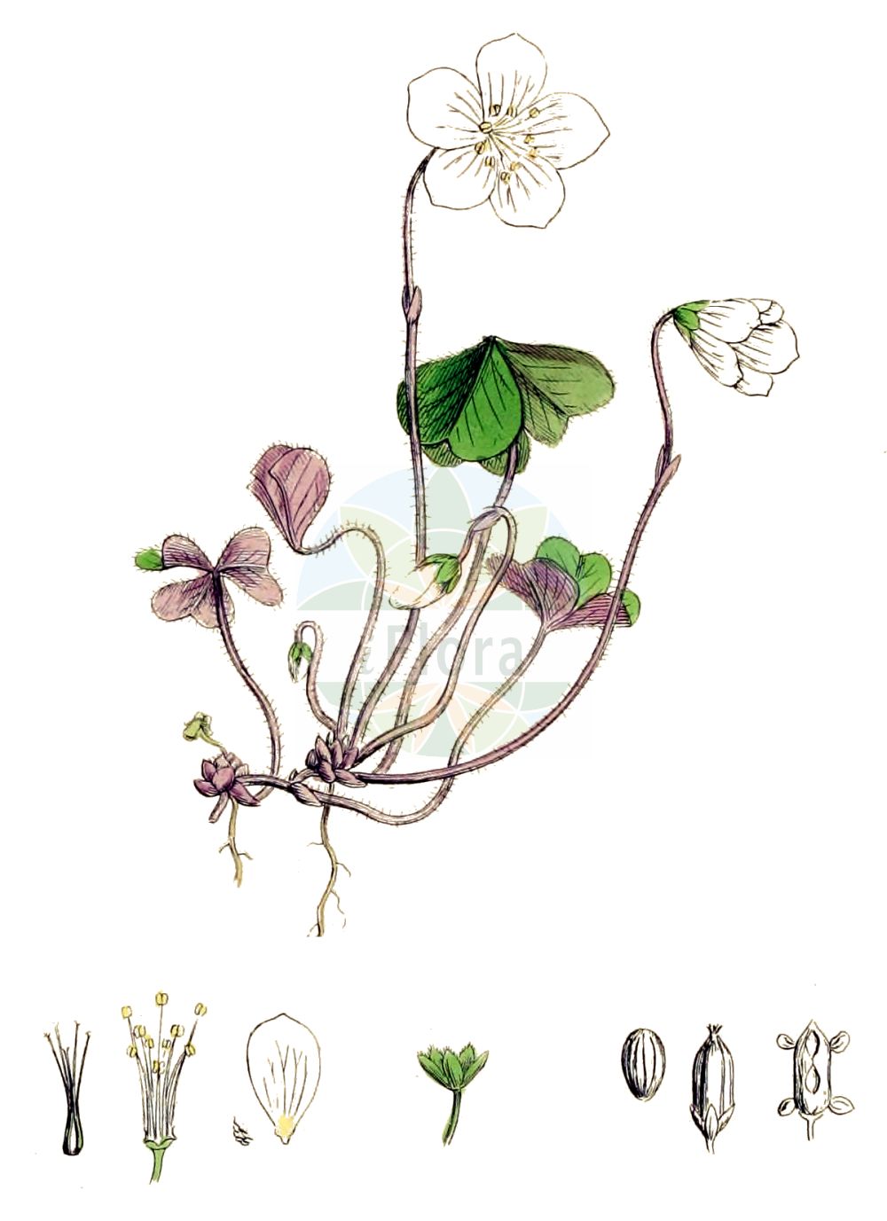 Historische Abbildung von Oxalis acetosella (Wald-Sauerklee - Wood-sorrel). Das Bild zeigt Blatt, Bluete, Frucht und Same. ---- Historical Drawing of Oxalis acetosella (Wald-Sauerklee - Wood-sorrel). The image is showing leaf, flower, fruit and seed.(Oxalis acetosella,Wald-Sauerklee,Wood-sorrel,Oxalis acetosella,Oxalis longiflora,Oxalis nemoralis,Oxalis parviflora,Oxalis vulgaris,Oxys acetosella,Wald-Sauerklee,Wood-sorrel,White Wood Sorrel,Mountain Woodsorrel,Common Wood Sorrel,Oxalis,Sauerklee,Sorrel,Oxalidaceae,Sauerkleegewächse,Wood Sorrel family,Blatt,Bluete,Frucht,Same,leaf,flower,fruit,seed,Sowerby (1790-1813))