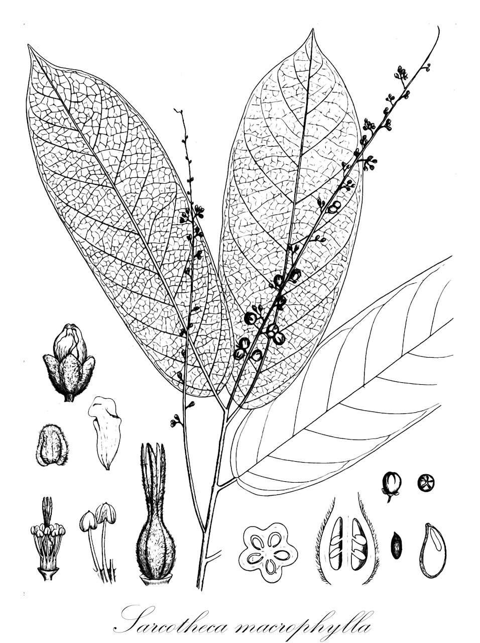 Sarcotheca macrophylla - Oxalidaceae,Plantae,Pteridobiotina,Angiosperms,Oxalidales,Oxalidaceae,Sarcotheca,Sarcotheca macrophylla,Roucheria macrophylla