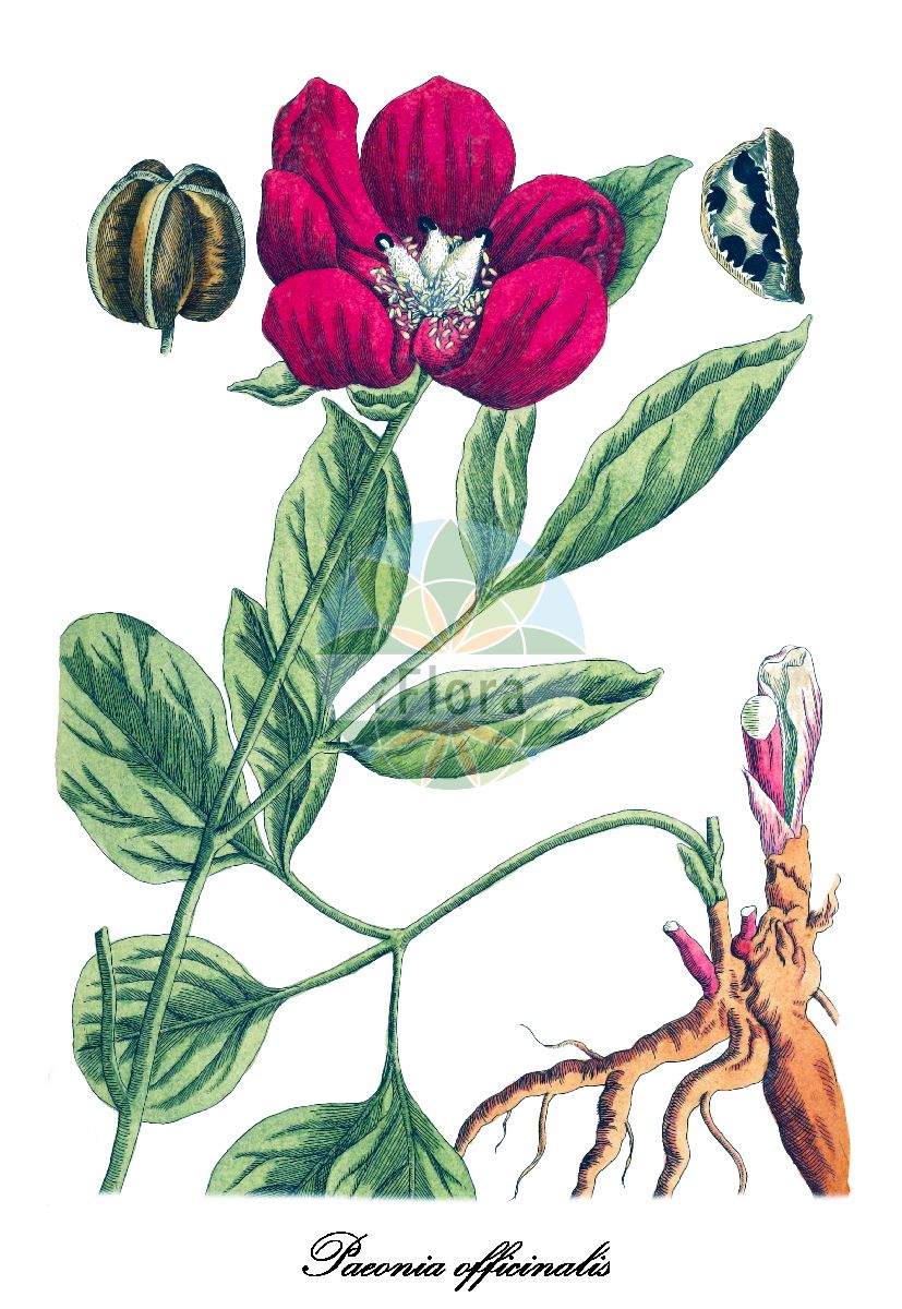 Historische Abbildung von Paeonia officinalis (Garten-Pfingstrose - Garden Peony). Das Bild zeigt Blatt, Bluete, Frucht und Same. ---- Historical Drawing of Paeonia officinalis (Garten-Pfingstrose - Garden Peony). The image is showing leaf, flower, fruit and seed.(Paeonia officinalis,Garten-Pfingstrose,Garden Peony,Paeonia feminea,Paeonia paradoxa,Arznei-Pfingstrose,Echte Pfingstrose,Common Peony,Paeonia,Pfingstrose,Peony,Paeoniaceae,Pfingstrosengewächse,Peony Family,Blatt,Bluete,Frucht,Same,leaf,flower,fruit,seed,Blackwell (1750-1773))