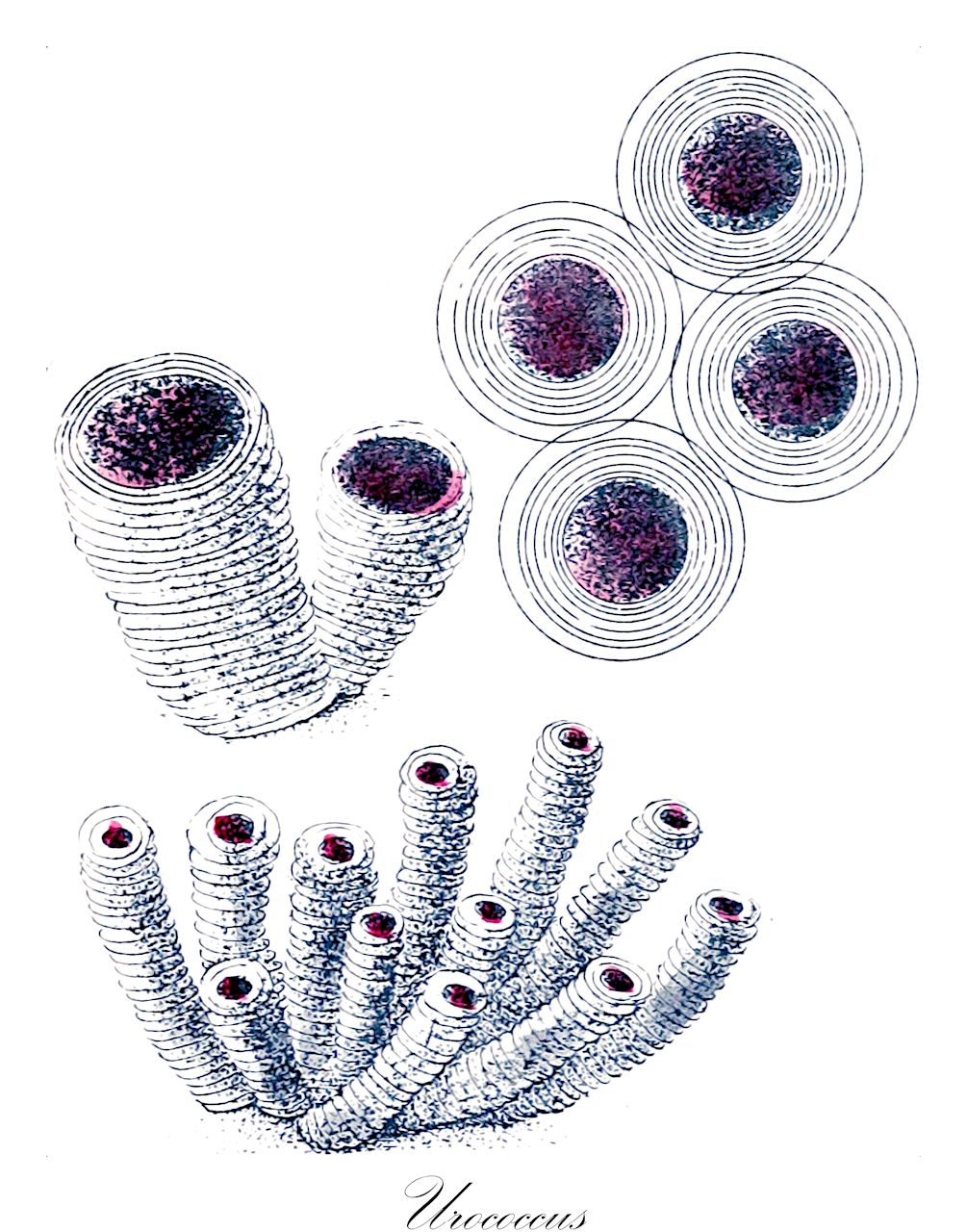 Urococcus - Chlorophyta,Biota,Plantae,Chlorophyta,Chlorophytina,Chlorophyceae,Tetrasporales,Palmellaceae,Urococcus