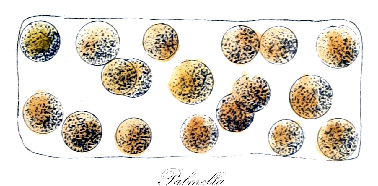 Palmella - Chlorophyta,Biota,Plantae,Chlorophyta,Chlorophytina,Chlorophyceae,Tetrasporales,Palmellaceae,Palmella