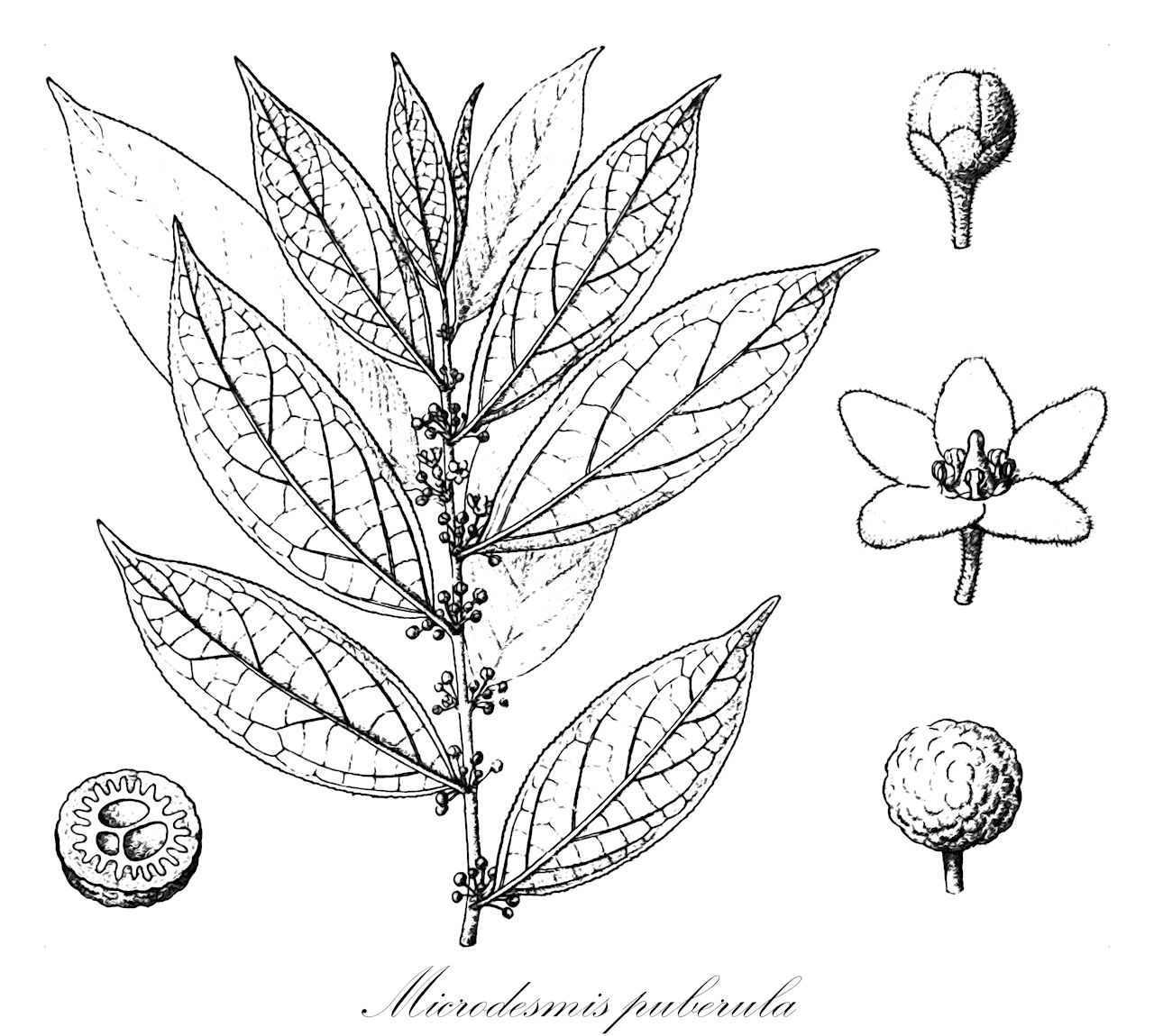 Microdesmis puberula - Pandaceae,Plantae,Pteridobiotina,Angiosperms,Malpighiales,Pandaceae,Microdesmis,Microdesmis puberula,Microdesmis zenkeri