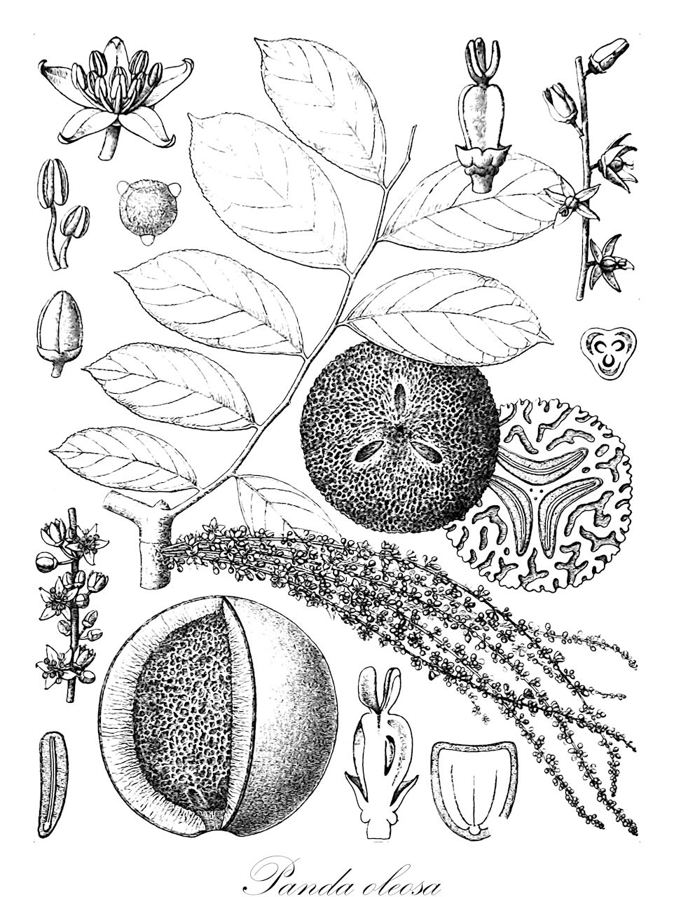 Panda oleosa - Pandaceae,Plantae,Pteridobiotina,Angiosperms,Malpighiales,Pandaceae,Panda,Panda oleosa,Porphyranthus zenkeri, Sorindeia rubiflora, Sorindeia rubriflora