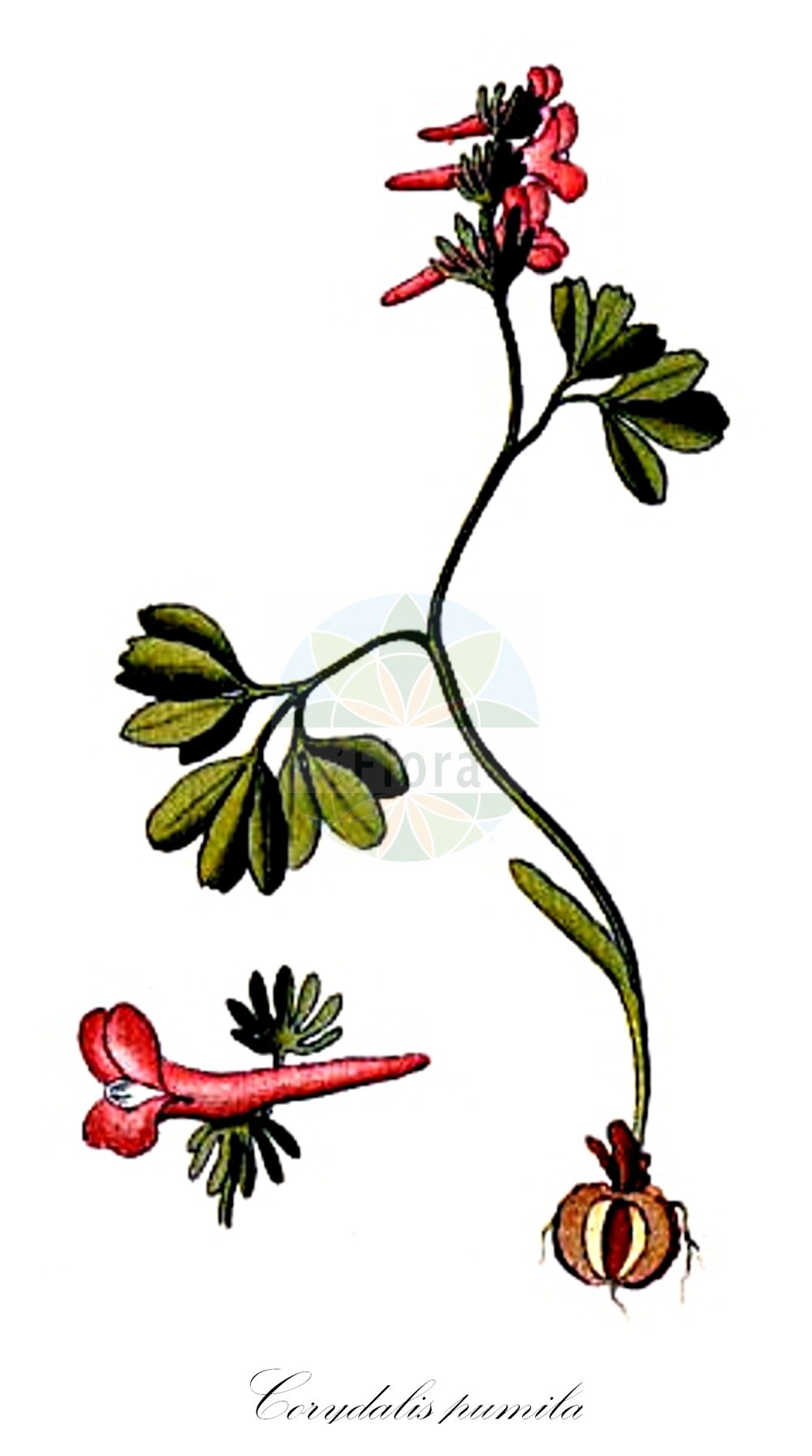 Historische Abbildung von Corydalis pumila (Zwerg-Lerchensporn - Small Hollow-root). Das Bild zeigt Blatt, Bluete, Frucht und Same. ---- Historical Drawing of Corydalis pumila (Zwerg-Lerchensporn - Small Hollow-root). The image is showing leaf, flower, fruit and seed.(Corydalis pumila,Zwerg-Lerchensporn,Small Hollow-root,Corydalis pumila,Fumaria pumila,Zwerg-Lerchensporn,Kleiner Lerchensporn,Small Hollow-root,Corydalis,Lerchensporn,Hollow-root,Papaveraceae,Mohngewächse,Poppy family,Blatt,Bluete,Frucht,Same,leaf,flower,fruit,seed,von Schlechtendal (1840f))