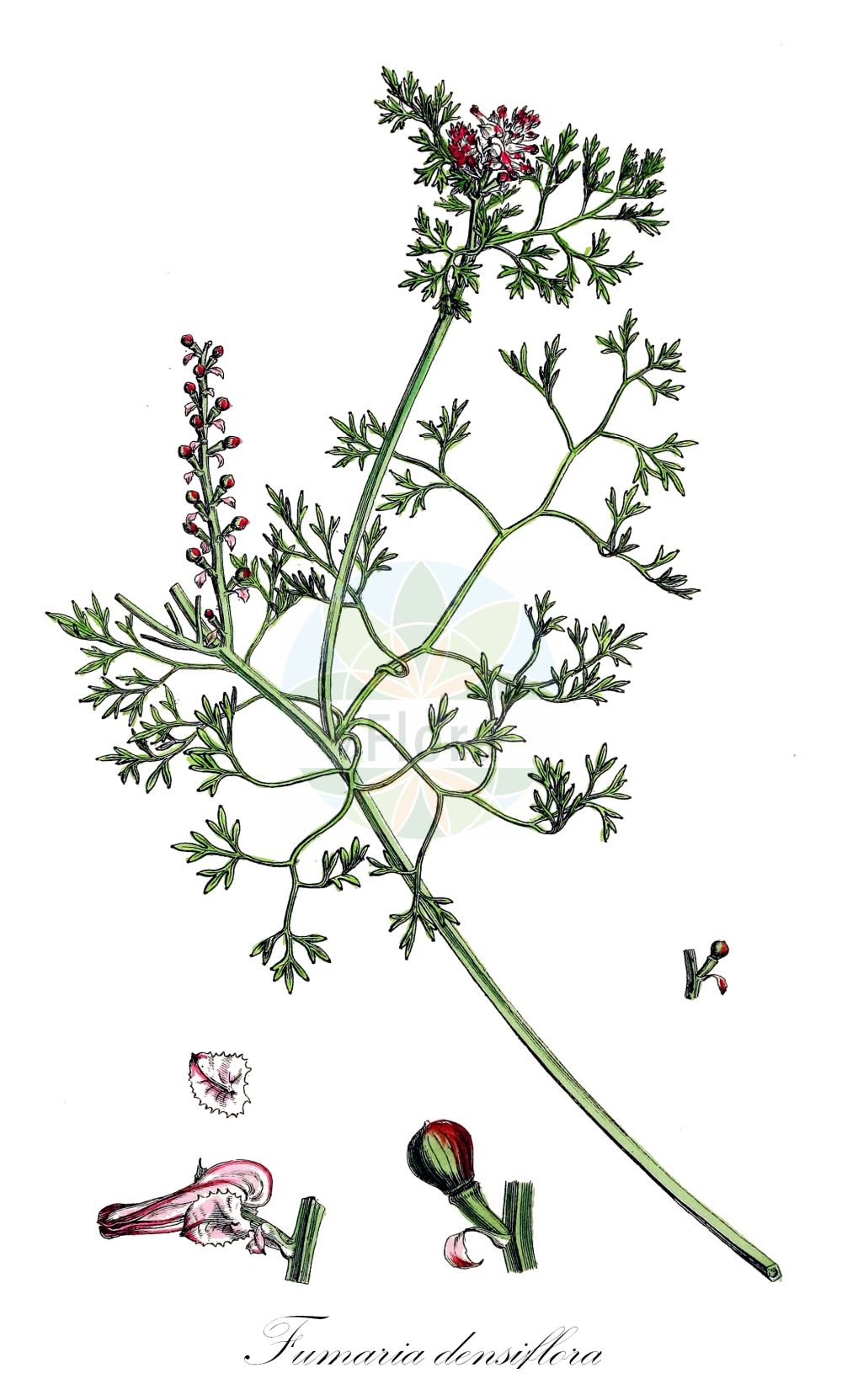 Historische Abbildung von Fumaria densiflora (Dense-flowered Fumitory). Das Bild zeigt Blatt, Bluete, Frucht und Same. ---- Historical Drawing of Fumaria densiflora (Dense-flowered Fumitory). The image is showing leaf, flower, fruit and seed.(Fumaria densiflora,Dense-flowered Fumitory,Fumaria micrantha,Fumaria obtusisepala,Fumaria densiflora,Fumaria,Erdrauch,Fumitory,Papaveraceae,Mohngewächse,Poppy family,Blatt,Bluete,Frucht,Same,leaf,flower,fruit,seed,Sowerby (1790-1813))