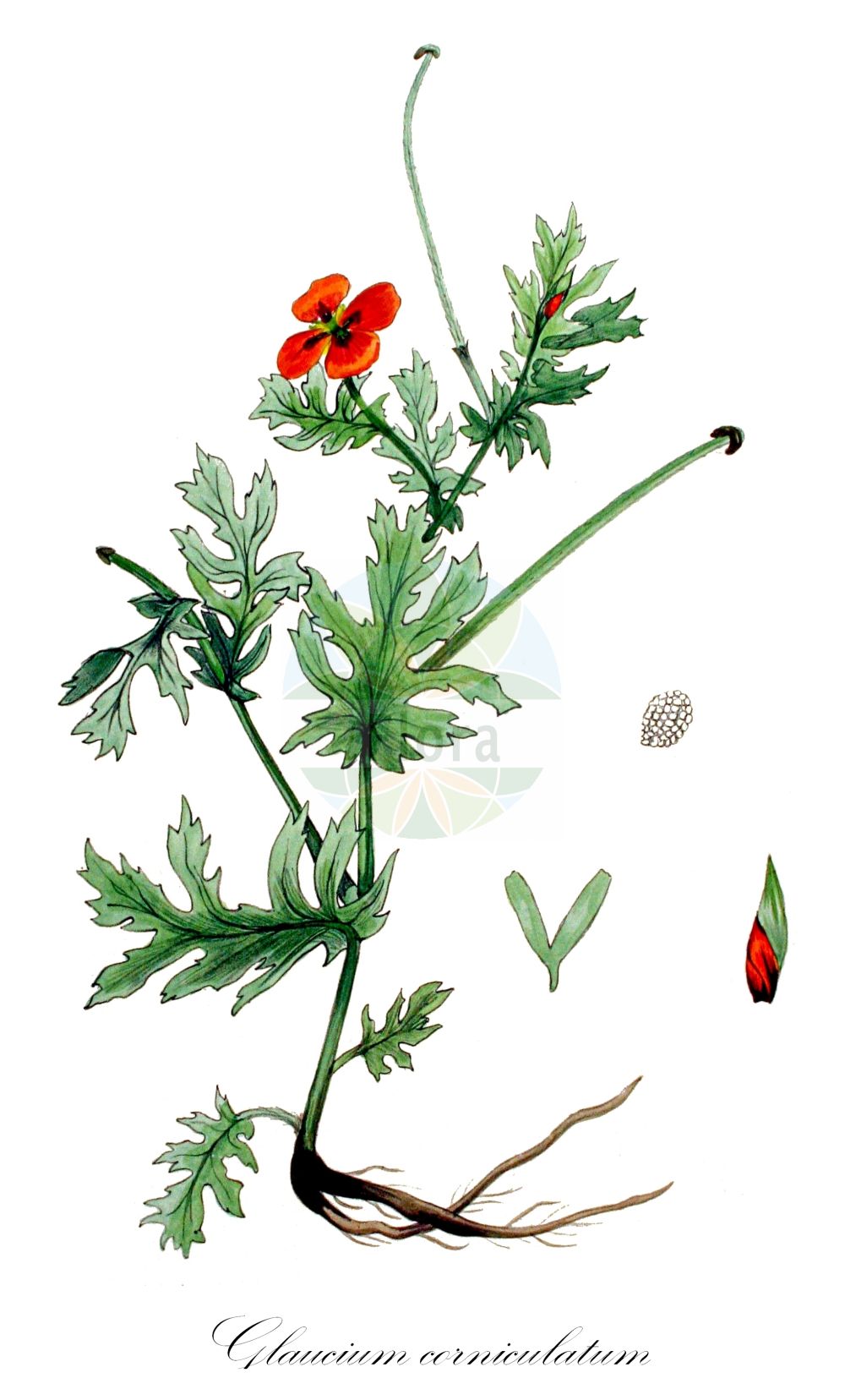Historische Abbildung von Glaucium corniculatum (Roter Hornmohn - Red Horned-poppy). Das Bild zeigt Blatt, Bluete, Frucht und Same. ---- Historical Drawing of Glaucium corniculatum (Roter Hornmohn - Red Horned-poppy). The image is showing leaf, flower, fruit and seed.(Glaucium corniculatum,Roter Hornmohn,Red Horned-poppy,Chelidonium corniculatum,Glaucium aurantiacum,Glaucium corniculatum,Glaucium grandiflorum,Glaucium phoeniceum,Glaucium rubrum,Glaucium tricolor,Roter Hornmohn,Red Horned-poppy,Blackspot Hornpoppy,Red-horn Poppy,Yellow Hornpoppy,Glaucium,Hornmohn,Hornpoppy,Papaveraceae,Mohngewächse,Poppy family,Blatt,Bluete,Frucht,Same,leaf,flower,fruit,seed,Kops (1800-1934))