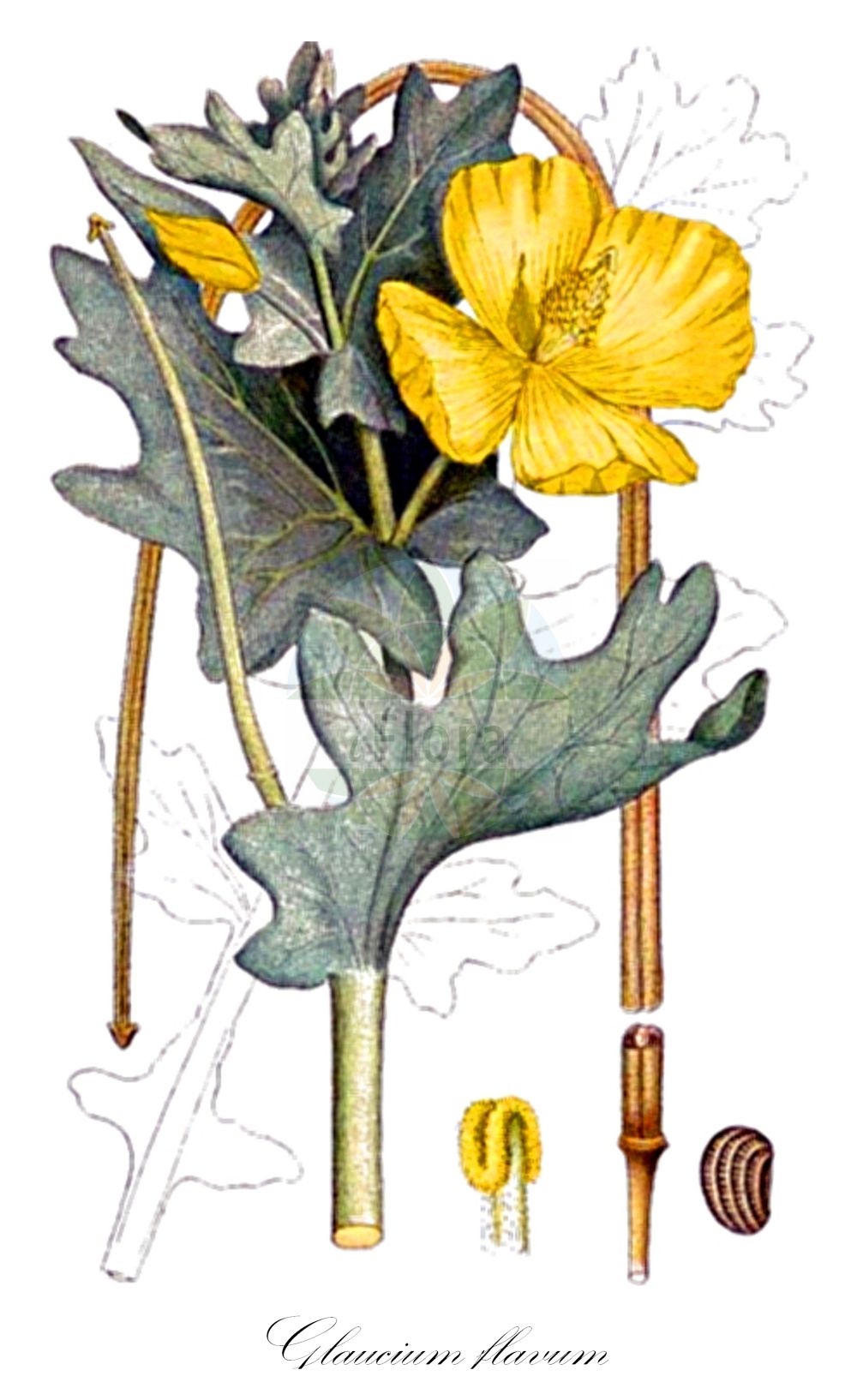 Historische Abbildung von Glaucium flavum (Gelber Hornmohn - Yellow Horned-poppy). Das Bild zeigt Blatt, Bluete, Frucht und Same. ---- Historical Drawing of Glaucium flavum (Gelber Hornmohn - Yellow Horned-poppy). The image is showing leaf, flower, fruit and seed.(Glaucium flavum,Gelber Hornmohn,Yellow Horned-poppy,Glaucium flavum,Glaucium fulvum,Glaucium luteum,Glaucium serpieri,Gelber Hornmohn,Yellow Horned-poppy,Yellow Hornpoppy,Glaucium,Hornmohn,Hornpoppy,Papaveraceae,Mohngewächse,Poppy family,Blatt,Bluete,Frucht,Same,leaf,flower,fruit,seed,Lindman (1901-1905))