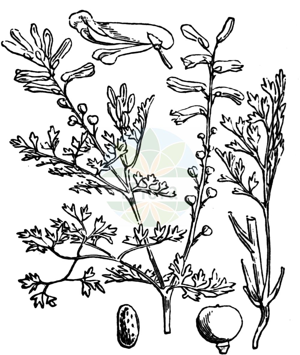 Historische Abbildung von Fumaria officinalis (Gewöhnlicher Erdrauch - Common Fumitory). Das Bild zeigt Blatt, Bluete, Frucht und Same. ---- Historical Drawing of Fumaria officinalis (Gewöhnlicher Erdrauch - Common Fumitory). The image is showing leaf, flower, fruit and seed.(Fumaria officinalis,Gewöhnlicher Erdrauch,Common Fumitory,Fumaria officinalis,Fumaria tenuiflora,Gewoehnlicher Erdrauch,Gebraeuchlicher Erdrauch,Wenigbluetiger Erdrauch,Common Fumitory,Drug Fumitory,Fumaria,Erdrauch,Fumitory,Papaveraceae,Mohngewächse,Poppy family,Blatt,Bluete,Frucht,Same,leaf,flower,fruit,seed,Fitch et al. (1880))