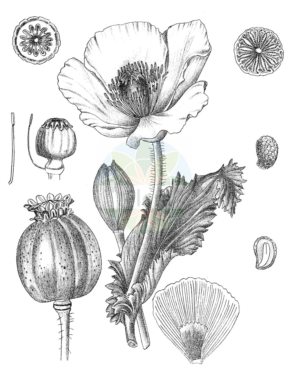 Historische Abbildung von Papaver somniferum (Schlaf-Mohn - Opium Poppy). Das Bild zeigt Blatt, Bluete, Frucht und Same. ---- Historical Drawing of Papaver somniferum (Schlaf-Mohn - Opium Poppy). The image is showing leaf, flower, fruit and seed.(Papaver somniferum,Schlaf-Mohn,Opium Poppy,Papaver album,Papaver hortense,Papaver officinale,Papaver somniferum,Papaver somniferum subsp. nigrum,Schlaf-Mohn,Opium Poppy,Papaver,Mohn,Poppy,Papaveraceae,Mohngewächse,Poppy family,Blatt,Bluete,Frucht,Same,leaf,flower,fruit,seed,Kirtikar & Basu (1918))