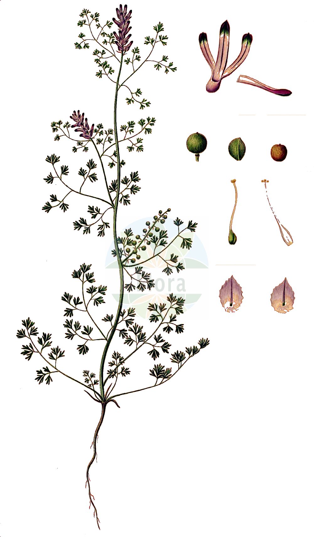 Historische Abbildung von Fumaria densiflora (Dense-flowered Fumitory). Das Bild zeigt Blatt, Bluete, Frucht und Same. ---- Historical Drawing of Fumaria densiflora (Dense-flowered Fumitory). The image is showing leaf, flower, fruit and seed.(Fumaria densiflora,Dense-flowered Fumitory,Fumaria micrantha,Fumaria obtusisepala,Fumaria densiflora,Fumaria,Erdrauch,Fumitory,Papaveraceae,Mohngewächse,Poppy family,Blatt,Bluete,Frucht,Same,leaf,flower,fruit,seed,Oeder (1761-1883))