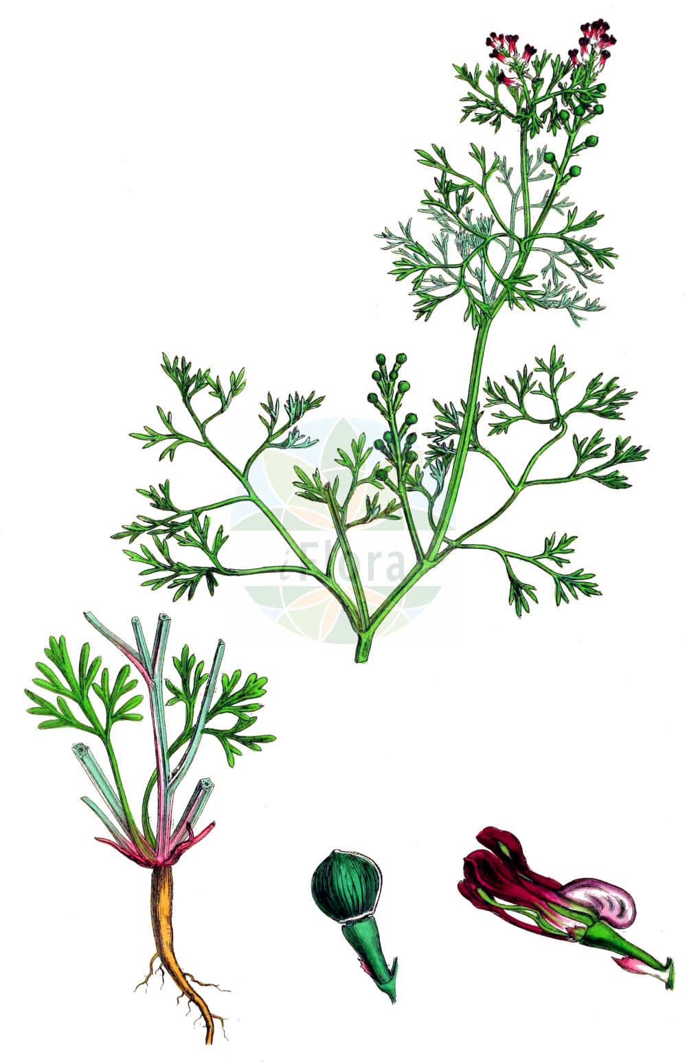 Historische Abbildung von Fumaria vaillantii (Blasser Erdrauch - Few-flowered Fumitory). Das Bild zeigt Blatt, Bluete, Frucht und Same. ---- Historical Drawing of Fumaria vaillantii (Blasser Erdrauch - Few-flowered Fumitory). The image is showing leaf, flower, fruit and seed.(Fumaria vaillantii,Blasser Erdrauch,Few-flowered Fumitory,Fumaria vaillantii,Blasser Erdrauch,Schramm-Erdrauch,Vaillants Erdrauch,Few-flowered Fumitory,Earthsmoke,Fumaria,Erdrauch,Fumitory,Papaveraceae,Mohngewächse,Poppy family,Blatt,Bluete,Frucht,Same,leaf,flower,fruit,seed,Sowerby (1790-1813))