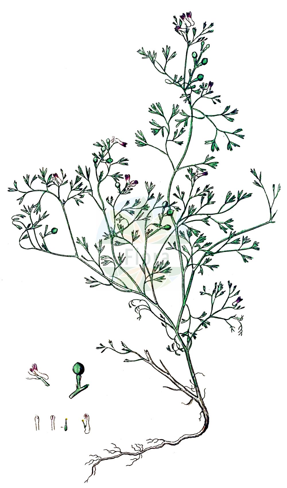 Historische Abbildung von Fumaria parviflora (Kleinblütiger Erdrauch - Fine-leaved Fumitory). Das Bild zeigt Blatt, Bluete, Frucht und Same. ---- Historical Drawing of Fumaria parviflora (Kleinblütiger Erdrauch - Fine-leaved Fumitory). The image is showing leaf, flower, fruit and seed.(Fumaria parviflora,Kleinblütiger Erdrauch,Fine-leaved Fumitory,Fumaria caespitosa,Fumaria glauca,Fumaria leucantha,Fumaria minima,Fumaria parviflora,Fumaria parviflora subsp. microsepala,Kleinbluetiger Erdrauch,Fine-leaved Fumitory,Fineleaf Fumitory,Small-flowered Fumitory,Small-flower Fumitory,Fumaria,Erdrauch,Fumitory,Papaveraceae,Mohngewächse,Poppy family,Blatt,Bluete,Frucht,Same,leaf,flower,fruit,seed,Svensk Botanik (Svensk Botanik))