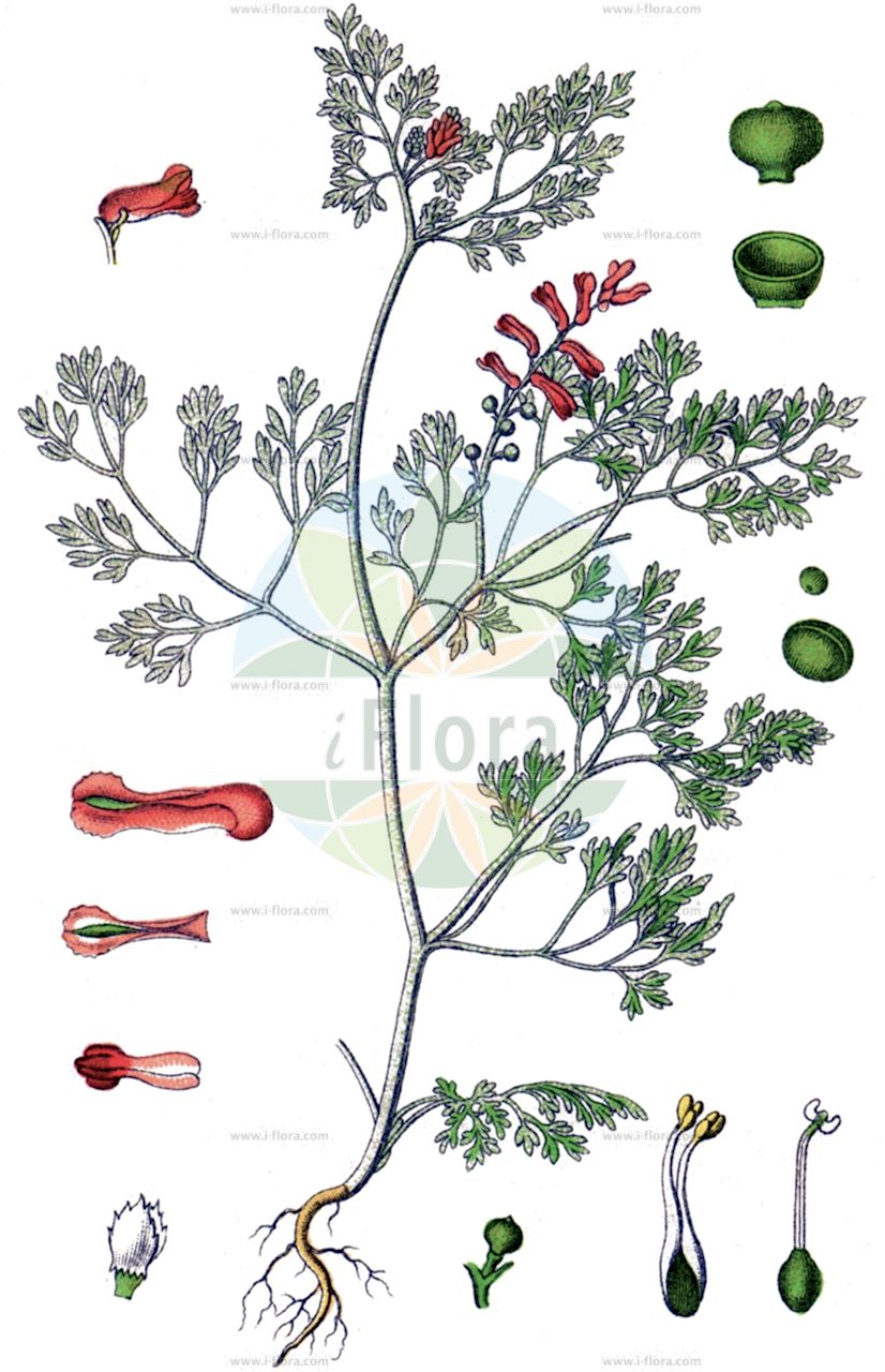 Fumaria officinalis - Papaveraceae,Plantae,Pteridobiotina,Angiosperms,Ranunculales,Papaveraceae,Fumarioideae,Fumarieae,Fumaria,Fumaria officinalis,Fumaria angustifolia, Fumaria diffusa, Fumaria gasparinii, Fumaria major, Fumaria media, Fumaria muralis, Fumaria officinalis subsp. officinalis, Fumaria officinalis var. elegans, Fumaria officinarum, Fumaria petteri, Fumaria pulchella,Eigentlicher Erdrauch;Gewöhnlicher Erdrauch;Wirtgens Erdrauch;Gebräuchlicher Erdrauch;Wenigblütiger Erdrauch;Gewöhnlicher Erdrauch;Echter Erdrauch;common fumitory;fumitory;fumeterre officinal;common fumitory;fumitory;drug fumitory;drug fumitory;Fumeterre officinale;fleur de terre;pied de Céline;herbe à la veuve;fiel de terre;conejitos;gitanillas;hierba de la culebra;sangre de Cristo;gallitos;pendientitos;fumaterris;herba dels innocents;capa de reina;fumaria palomilla;gallocreste;fumaria;camisitas del Niño Jesús;fumaria oficinal;fumoterra;gitanillos;hierba del conejo;palomillas;zapaticos;Fumaria comune;fumosterno;fumoterra;feccia;gewoone duivekervel;gewone duivekervel;gewone duivenkervel;erva-moleirinha;erva-molarinha;fumária;дымянка аптечная;дымянка лекарственная;şahtere;fom;fomi mjekësor;fumària oficinal;ljekovita dimnjača;jordrök;lægejordrøg;læge-jordrøg;dymnica pospolita;karakusakeman;murasakikeman;カラクサケマン;ムラサキケマン;navadna rosnica;orvosi füstike;zemědým lékařský;zemedym lekársky;рутка лікарська;лечебен росопас;harilik punand;ārstniecības matuzāle;jordrøyk;peltoemäkki;reykjurt;обична димњача;росопас;vaistinė žvirbliarūtė;καπνόχορτο;yān jǐn;烟堇