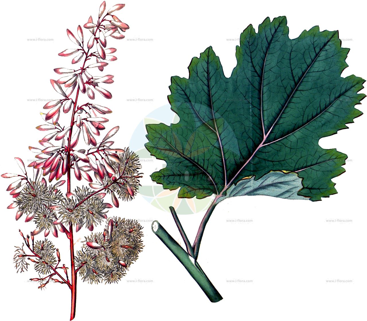 Macleaya cordata - Papaveraceae,Plantae,Pteridobiotina,Angiosperms,Ranunculales,Papaveraceae,Papaveroideae,Chelidonieae,Macleaya,Macleaya cordata,Bocconia cordata, Bocconia cordata var. thunbergii, Bocconia japonica, Bocconia jedoensis, Macleaya cordata var. yedoensis, Macleaya yedoensis, Marzaria cordata,Herzblatt-Federmohn;Weißer Federmohn;Macléaya à feuilles cordées;bacconie;bocconia;боккония сердцевидная;боккония сердцелистная;маклея сердцевидная;маклея сердцелистная;takenigusa;タケニグサ;chanpagiku;チャンパギク;magas mákkóró;okecek srdčitý;makleja srdičitá;bó luò huí;博落回