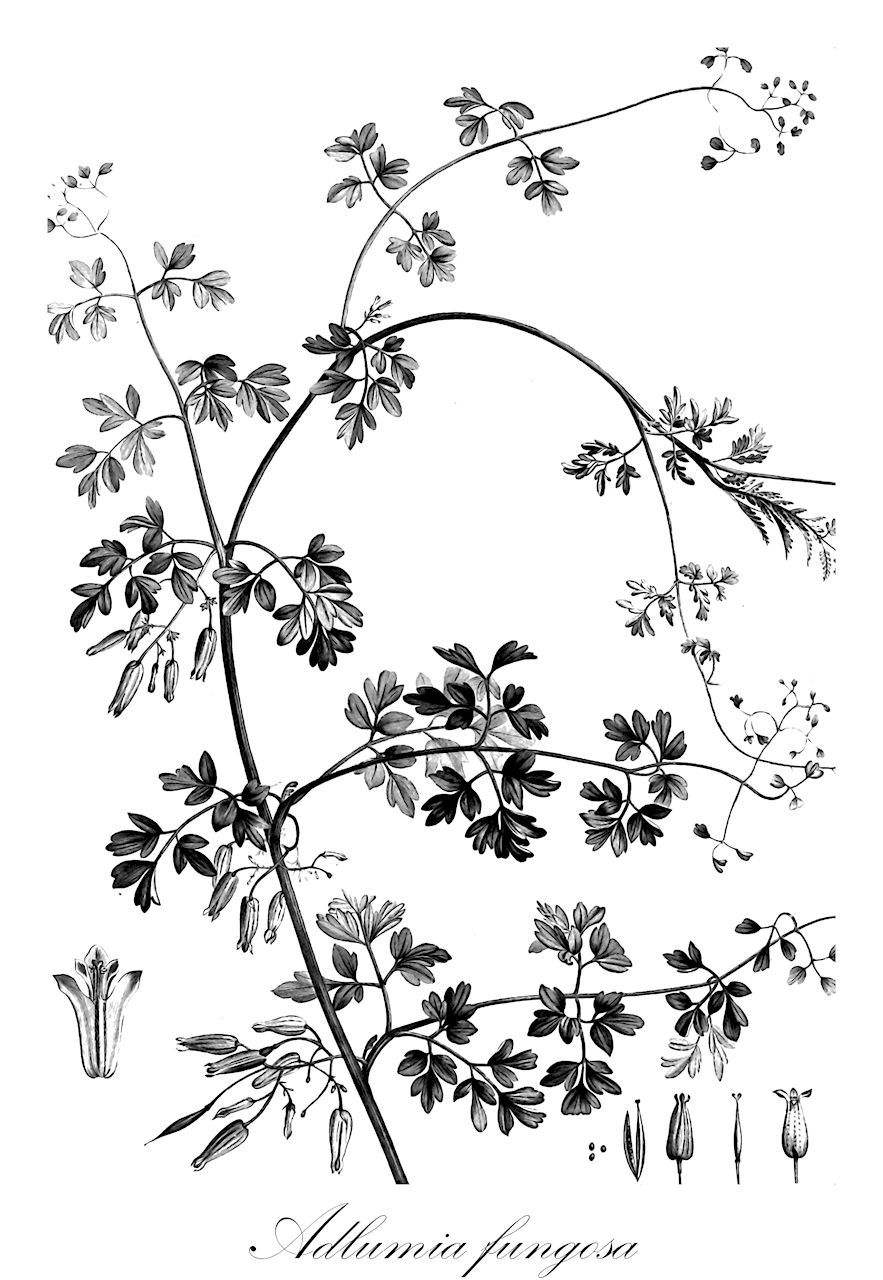 Adlumia fungosa - Papaveraceae,Plantae,Pteridobiotina,Angiosperms,Ranunculales,Papaveraceae,Fumarioideae,Fumarieae,Adlumia,Adlumia fungosa,Adlumia cirrhosa, Adlumia cirrhosa var. alba, Adlumia cirrhosa var. elatior, Adlumia cirrhosa var. rosea, Adlumia cirrhosa var. rupestris, Bicuculla fumarioides, Bicuculla fungosa, Capnoides scandens, Corydalis fungosa, Diclytra cirrosa, Fumaria fungosa, Fumaria recta,Doppelkappe;allegheny-vine;climbing fumitory;mountain-fringe