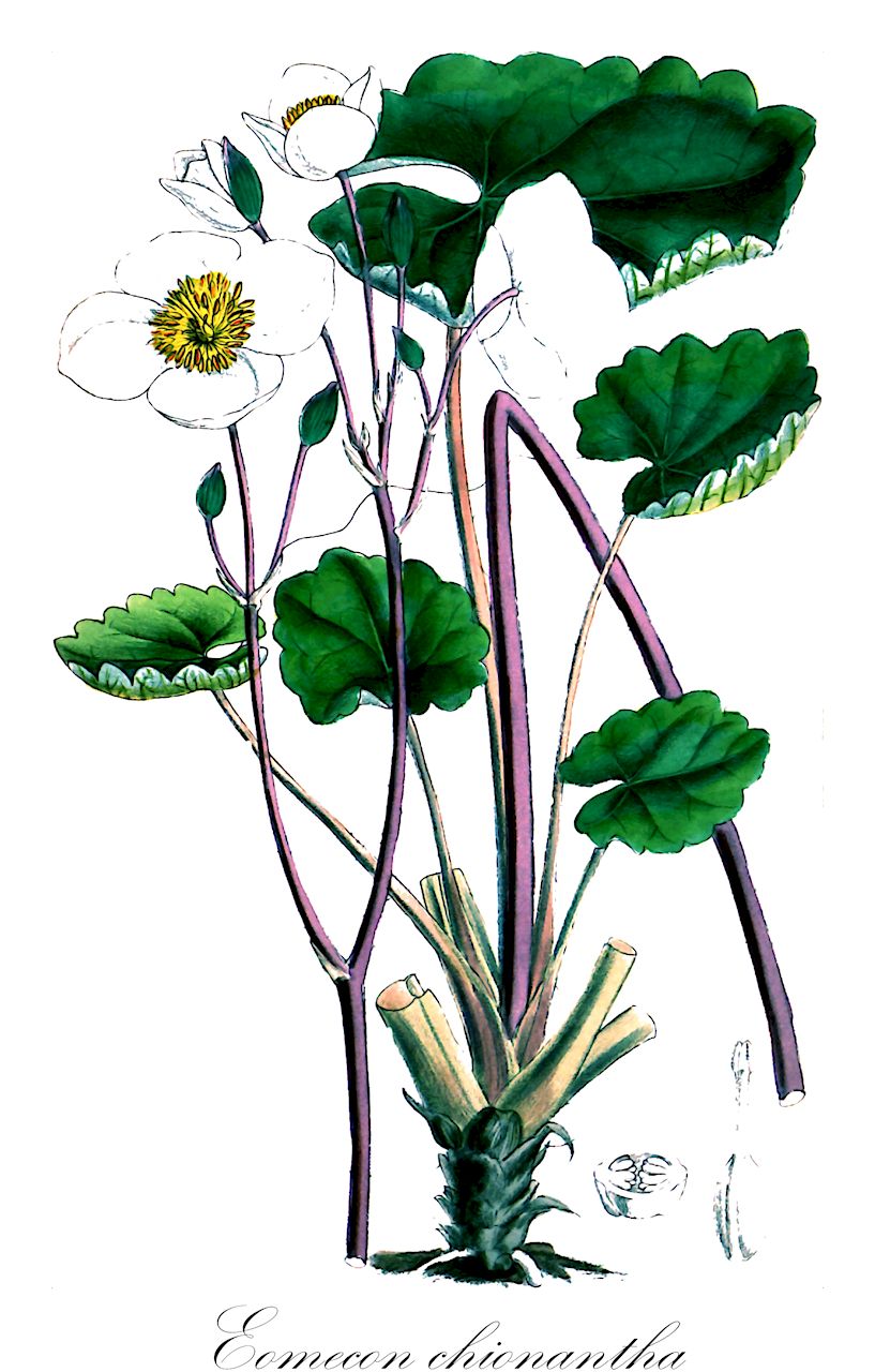 Eomecon chionantha - Papaveraceae,Plantae,Pteridobiotina,Angiosperms,Ranunculales,Papaveraceae,Papaveroideae,Chelidonieae,Eomecon,Eomecon chionantha,Schneemohn;Eomecon