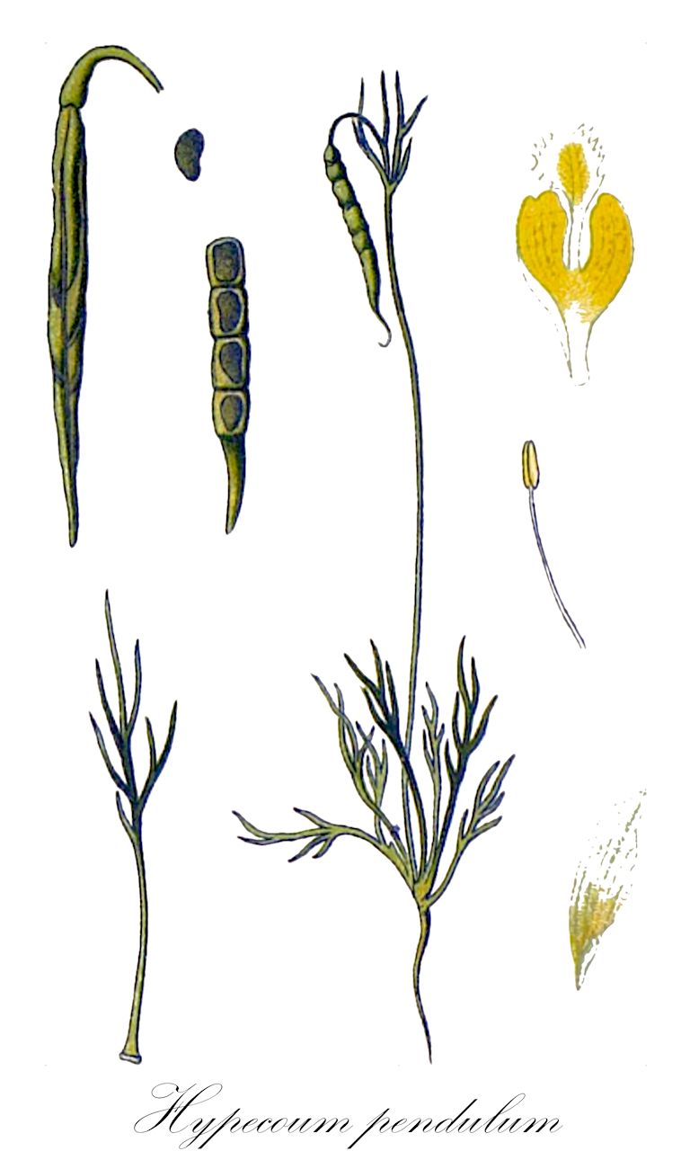 Hypecoum pendulum - Papaveraceae,Plantae,Pteridobiotina,Angiosperms,Ranunculales,Papaveraceae,Fumarioideae,Hypecoeae,Hypecoum,Hypecoum pendulum,Hypecoum caucasicum, Hypecoum ferrugineomaculatum, Hypecoum parviflorum, Hypecoum pendulum var. parviflorum, Hypecoum pendulum var. parviflorum, Hypecoum tetragonum,Gelbäugelchen;Lappenblume;cumin pendant;hypécoum pendant;petit cumin;pamplinas;zadorijas;zapatillas;гипекоум вислоплодный;tarla düğmeciği;ballarida pèndula;cimjica;blek fjärilsrök;čunica visiaca;гіпекоум повислий;увиснал хипекоум;maggalit mishtalshelet;מַגָּלִית מִשְׁתַּלְשֶׁלֶת