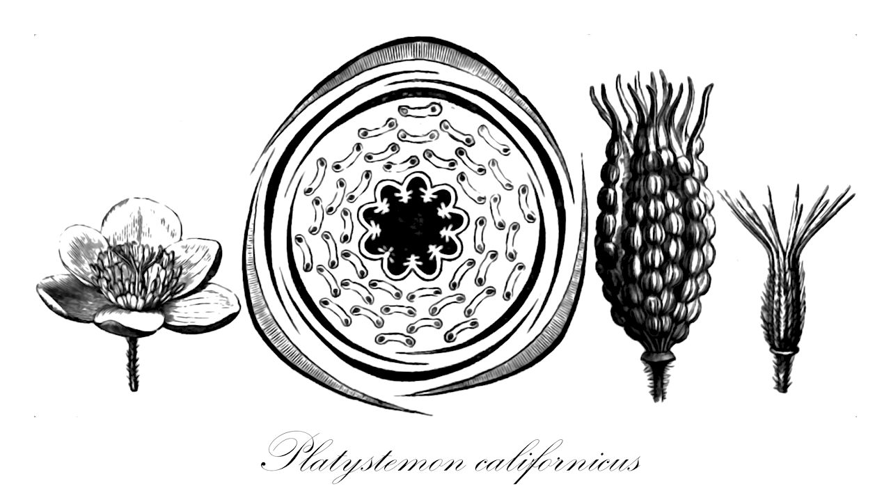 Platystemon californicus - Papaveraceae,Plantae,Pteridobiotina,Angiosperms,Ranunculales,Papaveraceae,Papaveroideae,Platystemoneae,Platystemon,Platystemon californicus,Boothia californica, Platystemon aculeolatus, Platystemon acutatus, Platystemon anemonoides, Platystemon antoninus, Platystemon arizonicus, Platystemon arvorum, Platystemon australis, Platystemon californicus var. californicus, Platystemon californicus var. ciliatus, Platystemon californicus var. crinitus, Platystemon californicus var. horridulus, Platystemon californicus var. nutans, Platystemon californicus var. ornithopus, Platystemon capsularis, Platystemon cernuus, Platystemon commixtus, Platystemon communis, Platystemon confinis, Platystemon contortus, Platystemon crenatus, Platystemon crinitus, Platystemon elegans, Platystemon emarginatus, Platystemon exsculptus, Platystemon glyptolobus, Platystemon hallii, Platystemon heterander, Platystemon hispidulus, Platystemon horridulus, Platystemon hyacinthinus, Platystemon intermedius, Platystemon leiocarpus, Platystemon leptander, Platystemon leucanthus, Platystemon loesenerianus, Platystemon mendocinus, Platystemon microlobus, Platystemon mohavensis, Platystemon nigricans, Platystemon nutans, Platystemon obtectus, Platystemon ornithopus, Platystemon pectinatus, Platystemon penicillatus, Platystemon petrinus, Platystemon pilosellus, Platystemon proximus, Platystemon purpuratus, Platystemon quercetorum, Platystemon remotus, Platystemon rigidulus, Platystemon rugosus, Platystemon setosus, Platystemon sphaerocarpus, Platystemon subereus, Platystemon termini, Platystemon tessellatus, Platystemon tortuosus, Platystemon turbinatus, Platystemon tympaniferus, Platystemon verecundus, Platystemon villosus,Breitfaden