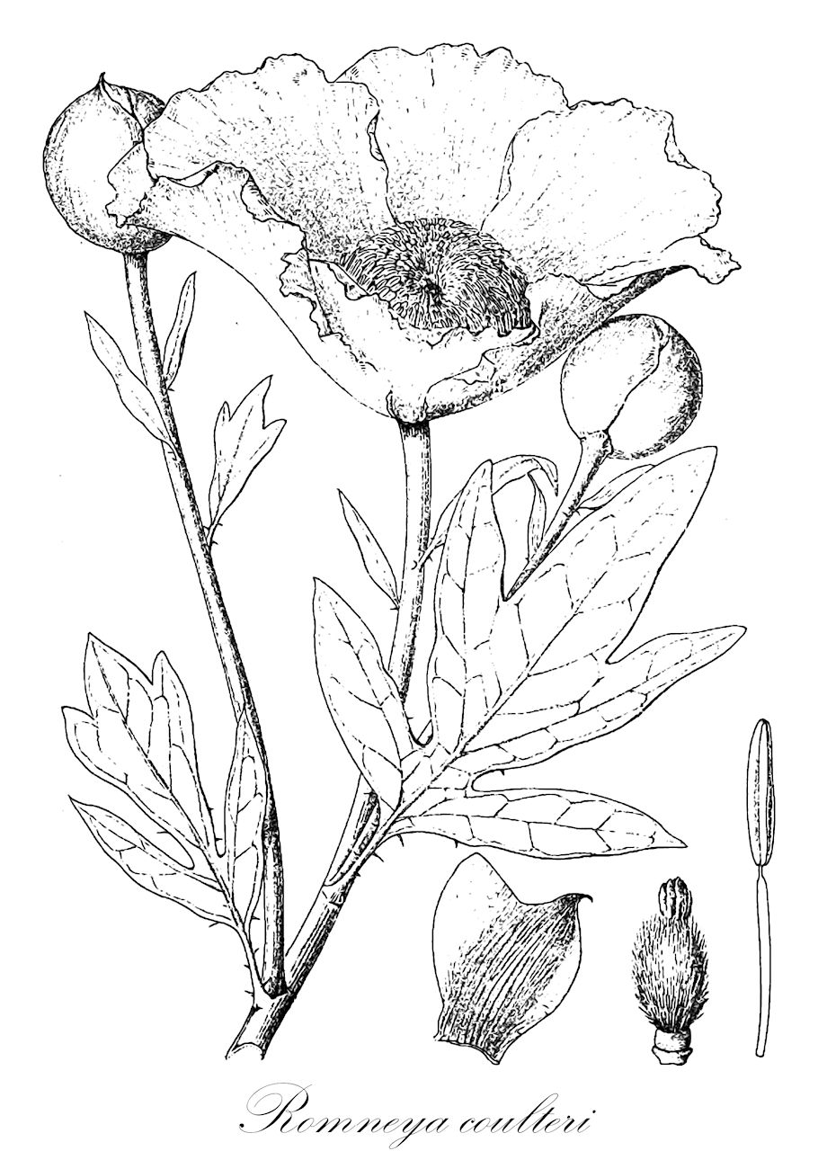 Romneya coulteri - Papaveraceae,Plantae,Pteridobiotina,Angiosperms,Ranunculales,Papaveraceae,Papaveroideae,Papavereae,Romneya,Romneya coulteri,Romneya coulteri var. coulteri,Coulter-Romneya;Baummohn;Kalifornischer Mohn