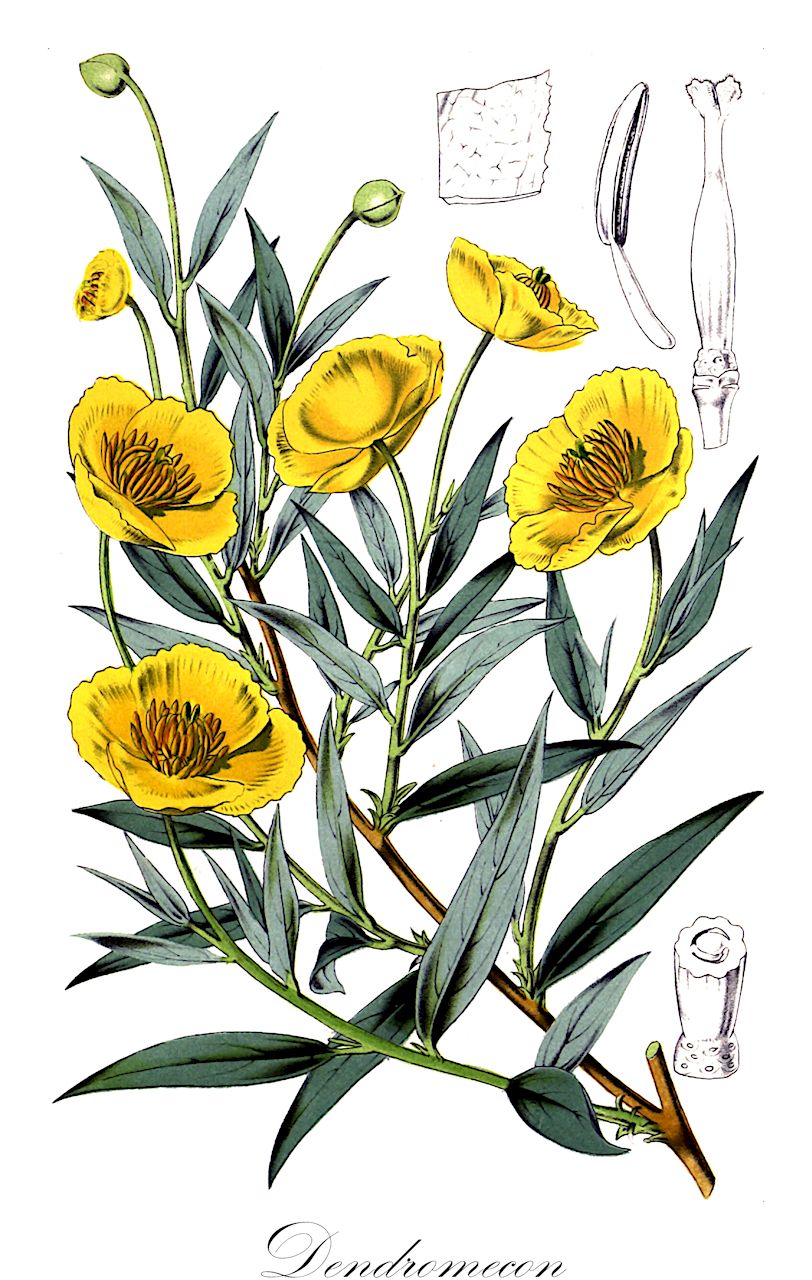 Dendromecon - Papaveraceae,Plantae,Pteridobiotina,Angiosperms,Ranunculales,Papaveraceae,Papaveroideae,Eschscholtzieae,Dendromecon