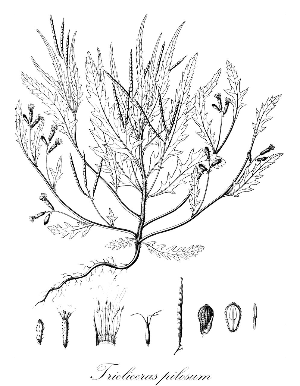 Tricliceras pilosum - Passifloraceae,Plantae,Pteridobiotina,Angiosperms,Malpighiales,Passifloraceae,Tricliceras,Tricliceras pilosum,Cleome longifolia, Cleome raphanoides, Raphanus pilosus, Schumacheria raphanoides, Tricliceras raphanoides, Wormskioldia diversifolia, Wormskioldia heterophylla, Wormskioldia pilosa