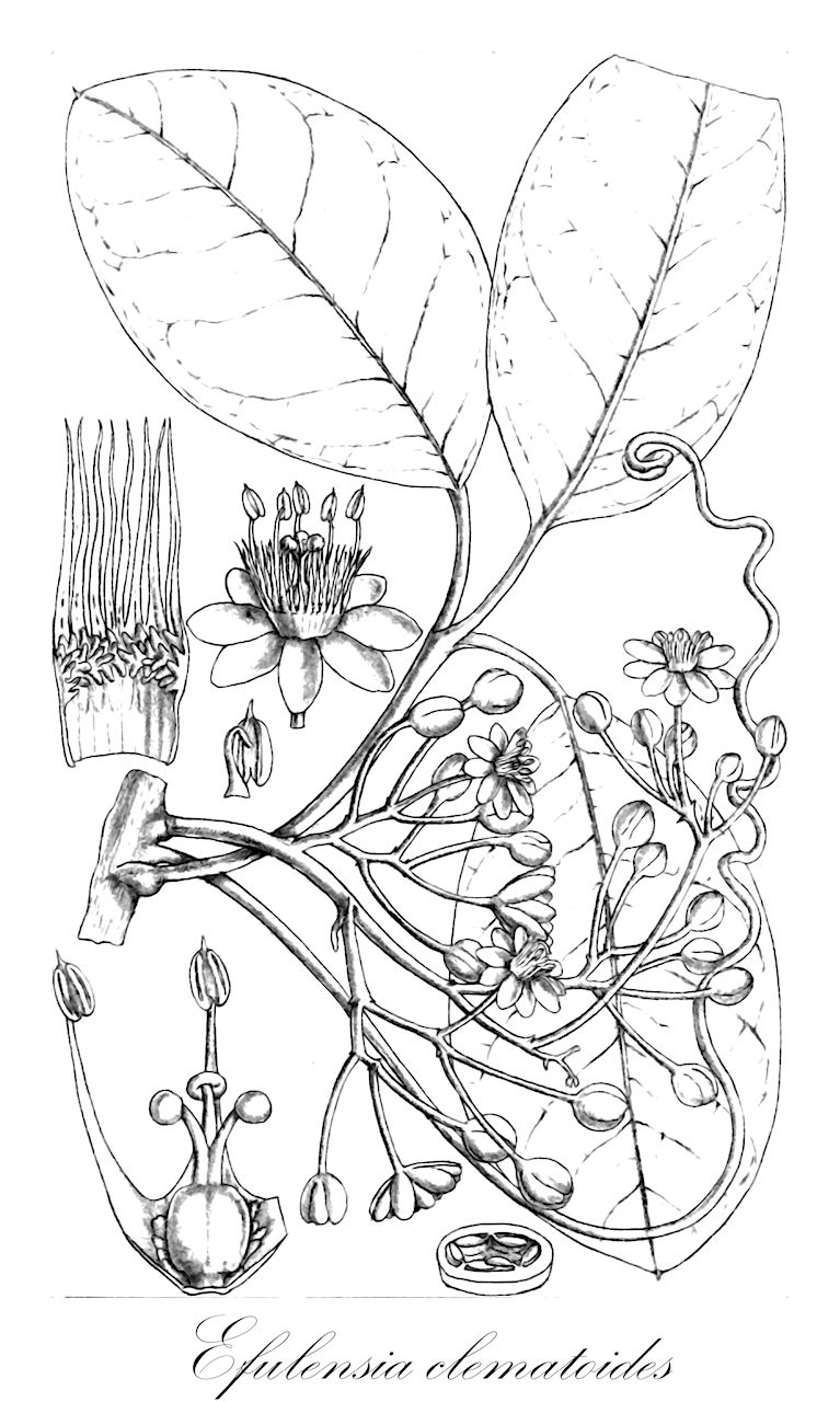 Efulensia clematoides - Passifloraceae,Plantae,Pteridobiotina,Angiosperms,Malpighiales,Passifloraceae,Efulensia,Efulensia clematoides,Deidamia clematoides, Deidamia congolana, Giorgiella congolana