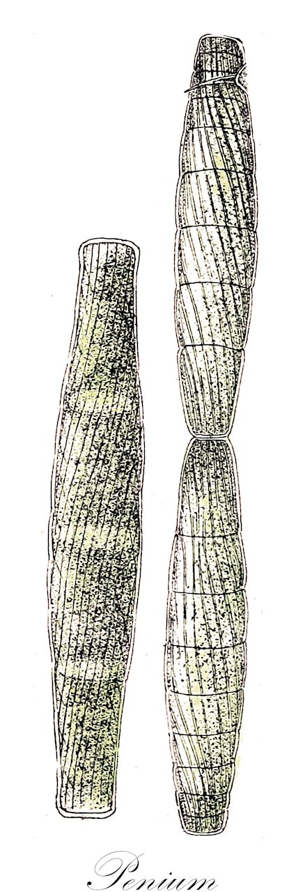 Penium - Peniaceae,Biota,Plantae,Charophyta,Conjugatophyceae,Desmidiales,Peniaceae,Penium