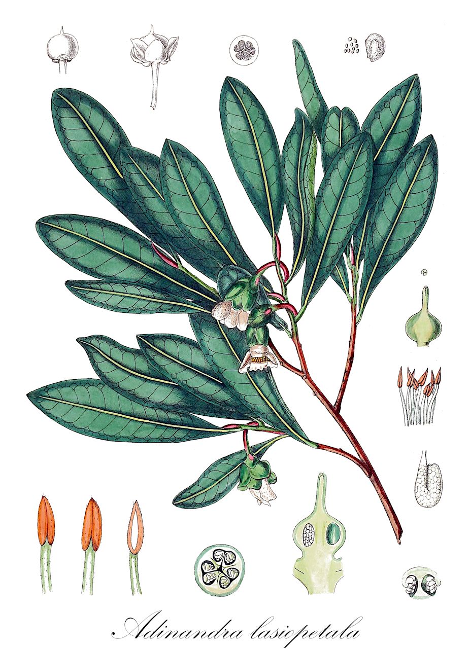 Adinandra lasiopetala - Pentaphylacaceae,Plantae,Pteridobiotina,Angiosperms,Ericales,Pentaphylacaceae,Adinandra,Adinandra lasiopetala,Cleyera lasiopetala, Eurya lasiopetala, Sarosanthera lasiopetala