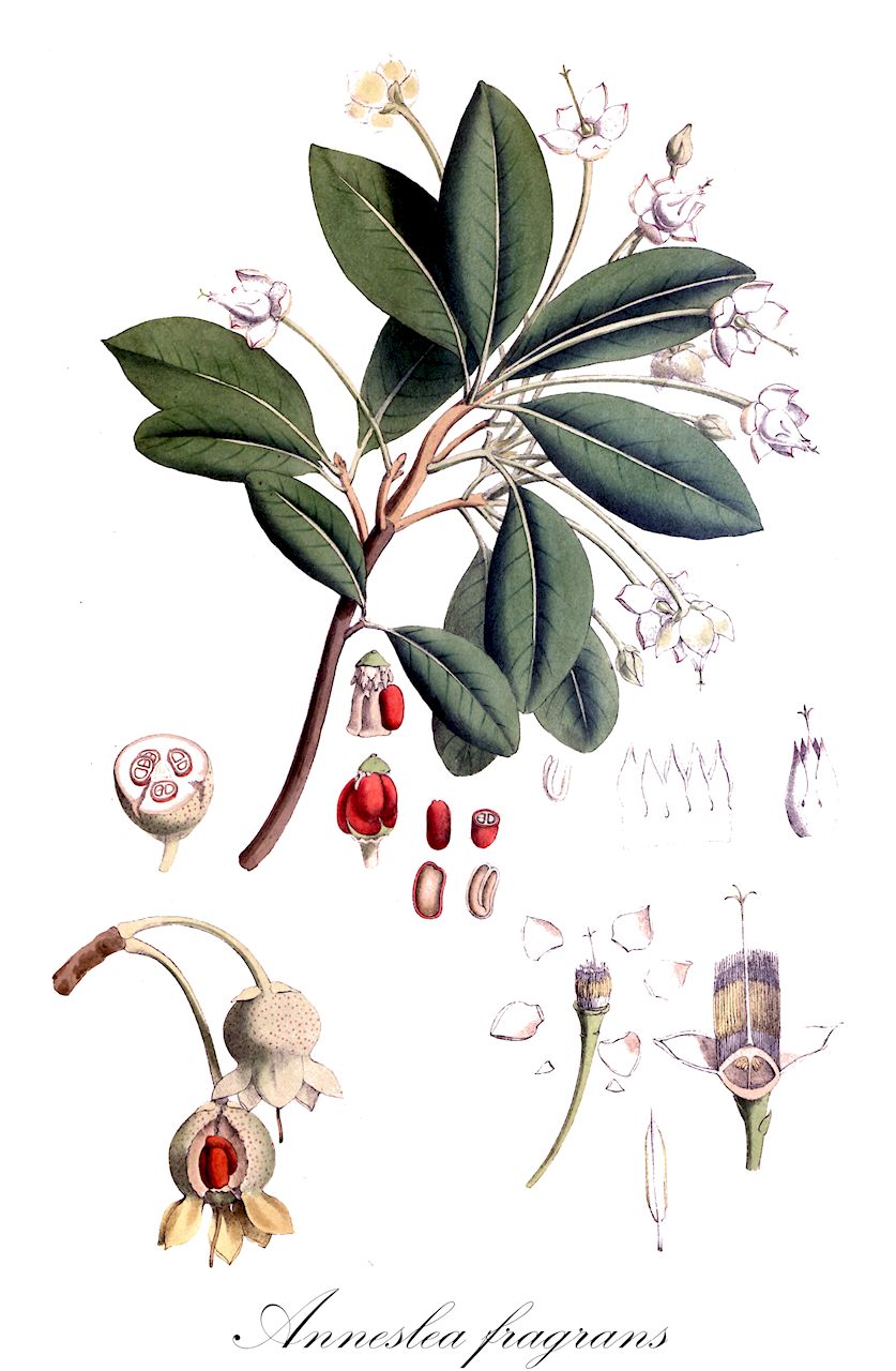 Anneslea fragrans - Pentaphylacaceae,Plantae,Pteridobiotina,Angiosperms,Ericales,Pentaphylacaceae,Anneslea,Anneslea fragrans,Callosmia fragrans, Daydonia fragrans, Mountnorrisia fragrans