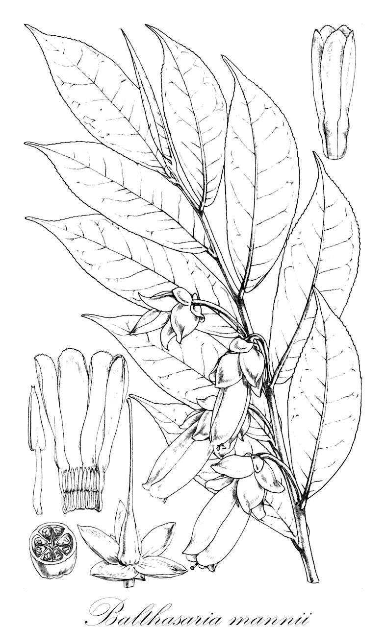 Balthasaria mannii - Pentaphylacaceae,Plantae,Pteridobiotina,Angiosperms,Ericales,Pentaphylacaceae,Balthasaria,Balthasaria mannii,Adinandra mannii, Melchiora mannii