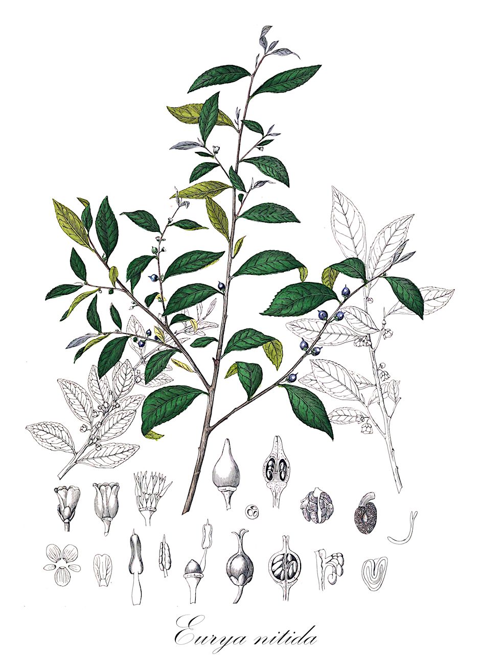 Eurya nitida - Pentaphylacaceae,Plantae,Pteridobiotina,Angiosperms,Ericales,Pentaphylacaceae,Eurya,Eurya nitida,Eurya japonica subsp. nitida, Eurya japonica var. nitida, Eurya wightiana