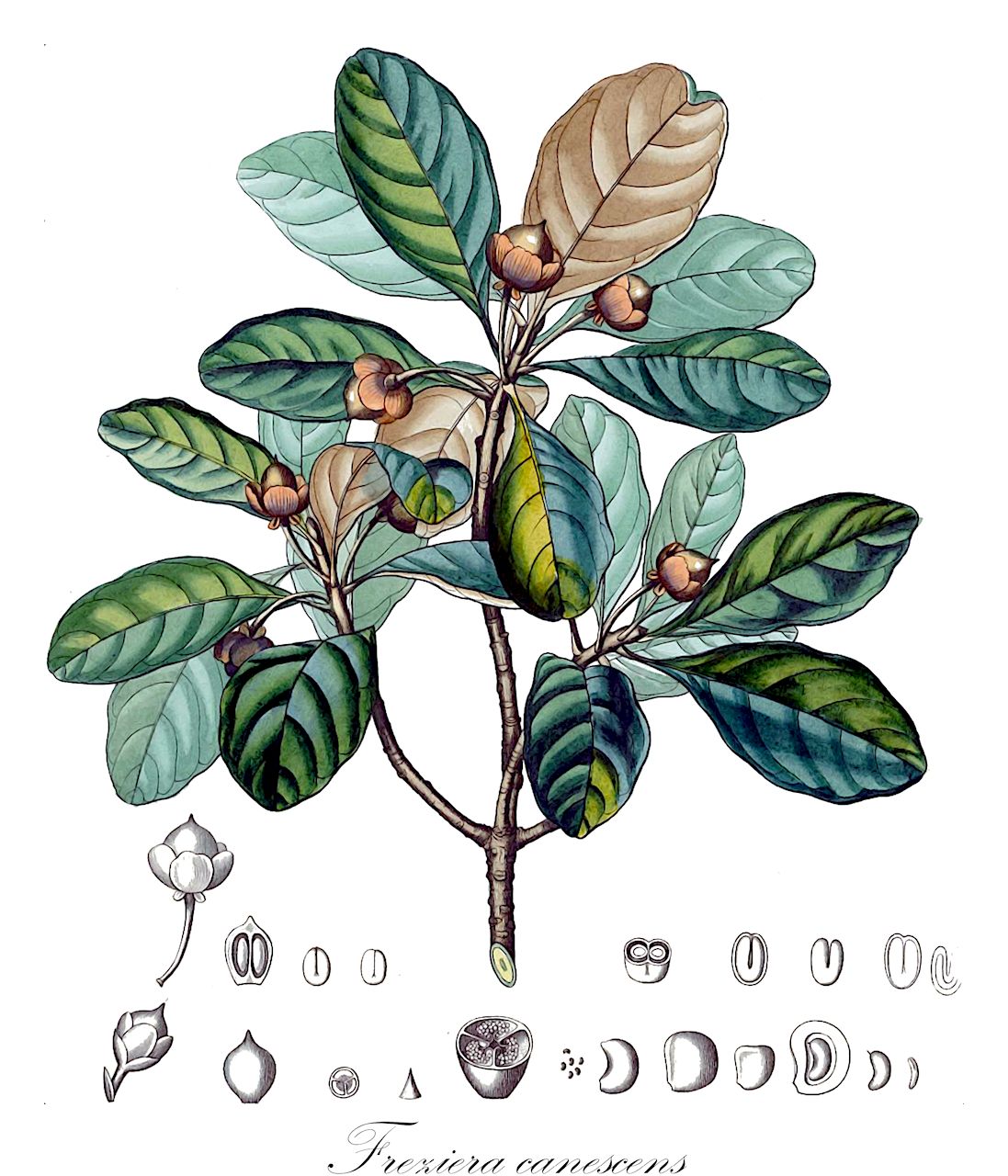 Freziera canescens - Pentaphylacaceae,Plantae,Pteridobiotina,Angiosperms,Ericales,Pentaphylacaceae,Freziera,Freziera canescens,Eroteum canescens, Eurotium canescens, Eurya canescens