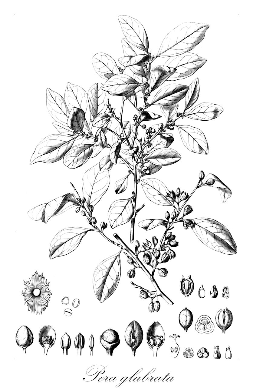 Pera glabrata - Peraceae,Plantae,Pteridobiotina,Angiosperms,Malpighiales,Peraceae,Pera,Pera glabrata,Pera arborea, Pera bailloniana, Pera bumeliifolia, Pera ferruginea, Pera glabrata var. parvifolia, Pera glabrata var. petropolitana, Pera glaziovii, Pera klotzschiana, Pera obovata, Pera obtusifolia, Pera parvifolia, Peridium ferrugineum, Peridium glabratum, Peridium oblongifolium, Peridium obovatum, Peridium obtusifolium, Peridium ovale, Peridium parvifolium