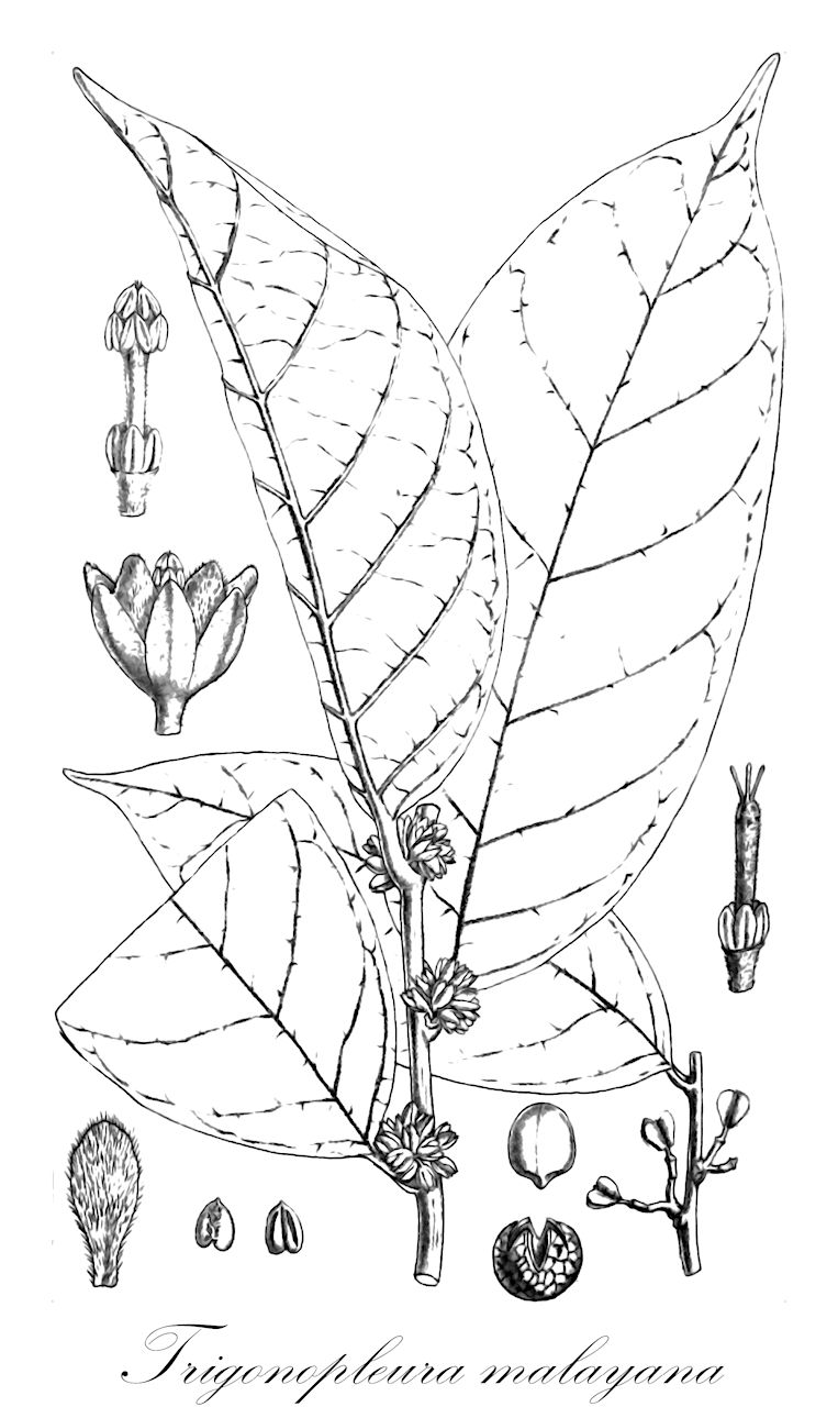 Trigonopleura malayana - Peraceae,Plantae,Pteridobiotina,Angiosperms,Malpighiales,Peraceae,Trigonopleura,Trigonopleura malayana,Trigonopleura borneensis