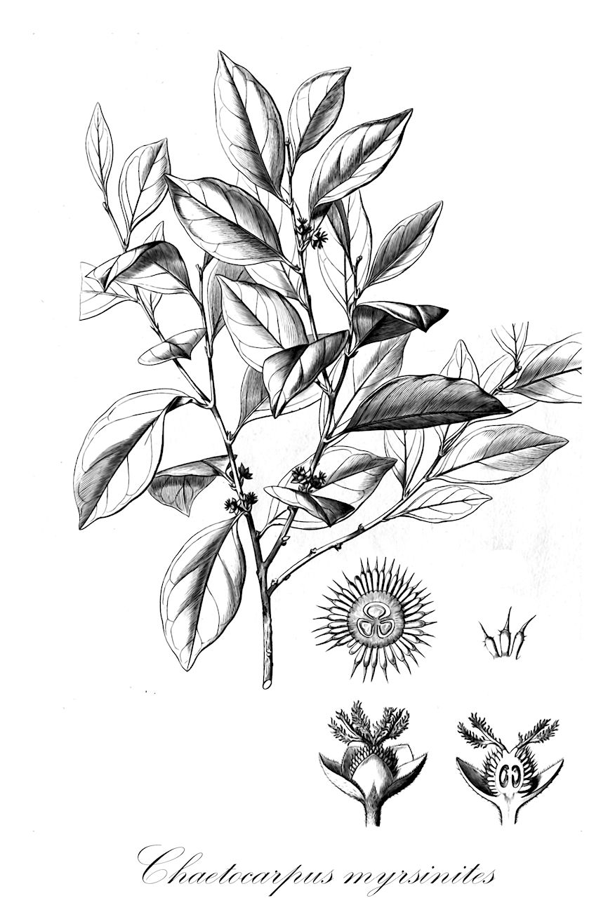 Chaetocarpus myrsinites - Peraceae,Plantae,Pteridobiotina,Angiosperms,Malpighiales,Peraceae,Chaetocarpus,Chaetocarpus myrsinites,Chaetocarpus blanchetii, Gaedawakka blanchetii