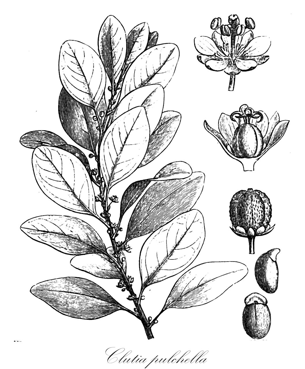 Clutia pulchella - Peraceae,Plantae,Pteridobiotina,Angiosperms,Malpighiales,Peraceae,Clutia,Clutia pulchella,Clutia pulchella f. genuina, Clutia pulchella var. genuina