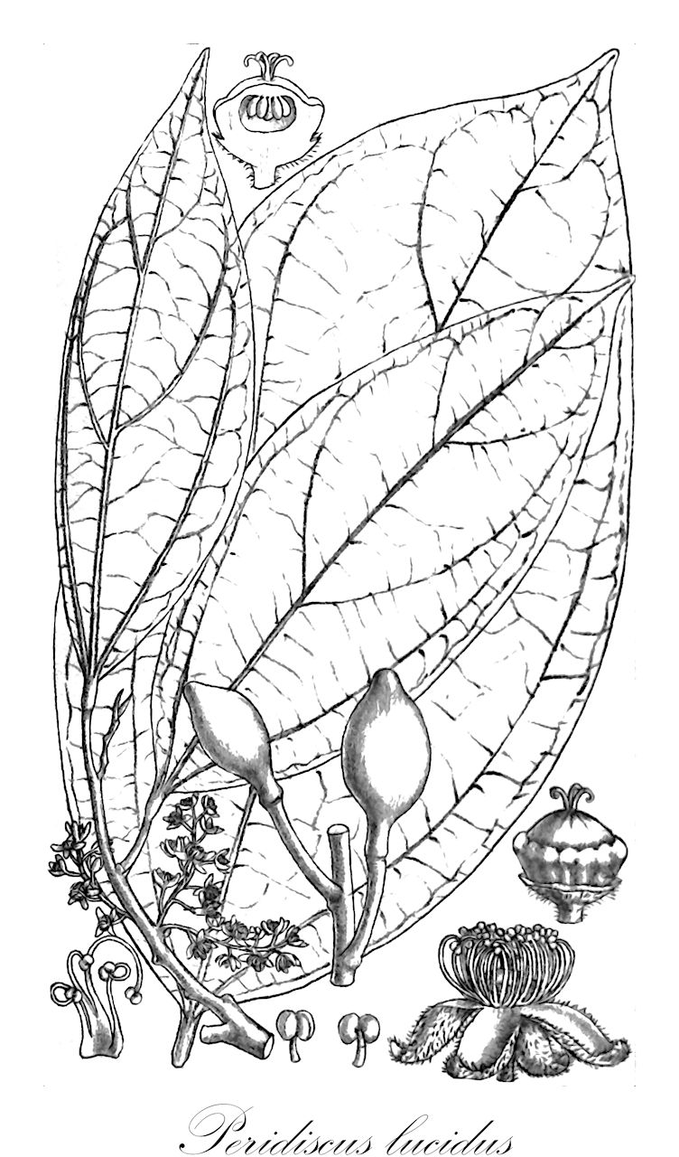 Peridiscus lucidus - Peridiscaceae,Plantae,Pteridobiotina,Angiosperms,Saxifragales,Peridiscaceae,Peridiscus,Peridiscus lucidus