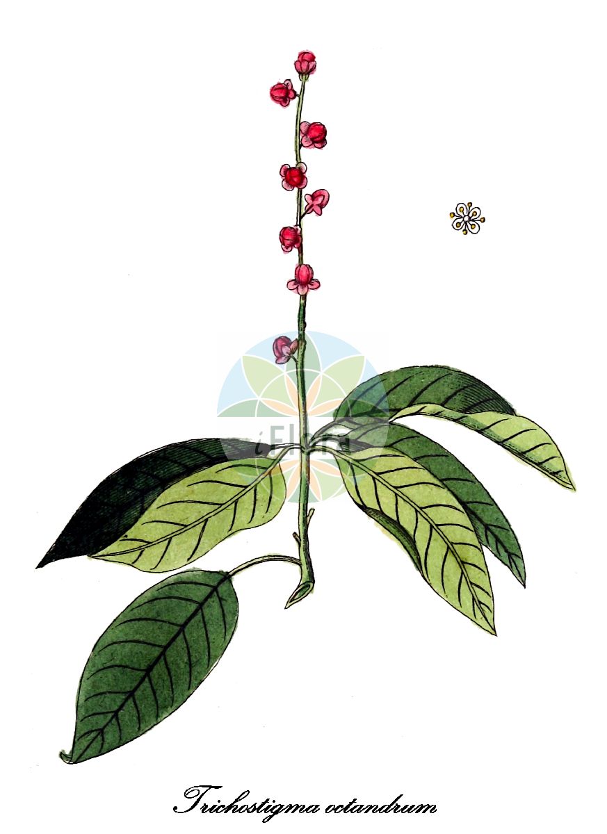 Historische Abbildung von Trichostigma octandrum (Hoopvine). Das Bild zeigt Blatt, Bluete, Frucht und Same. ---- Historical Drawing of Trichostigma octandrum (Hoopvine). The image is showing leaf, flower, fruit and seed.(Trichostigma octandrum,Hoopvine,Trichostigma,Petiveriaceae,Blatt,Bluete,Frucht,Same,leaf,flower,fruit,seed,von Jacquin (1764-1771))