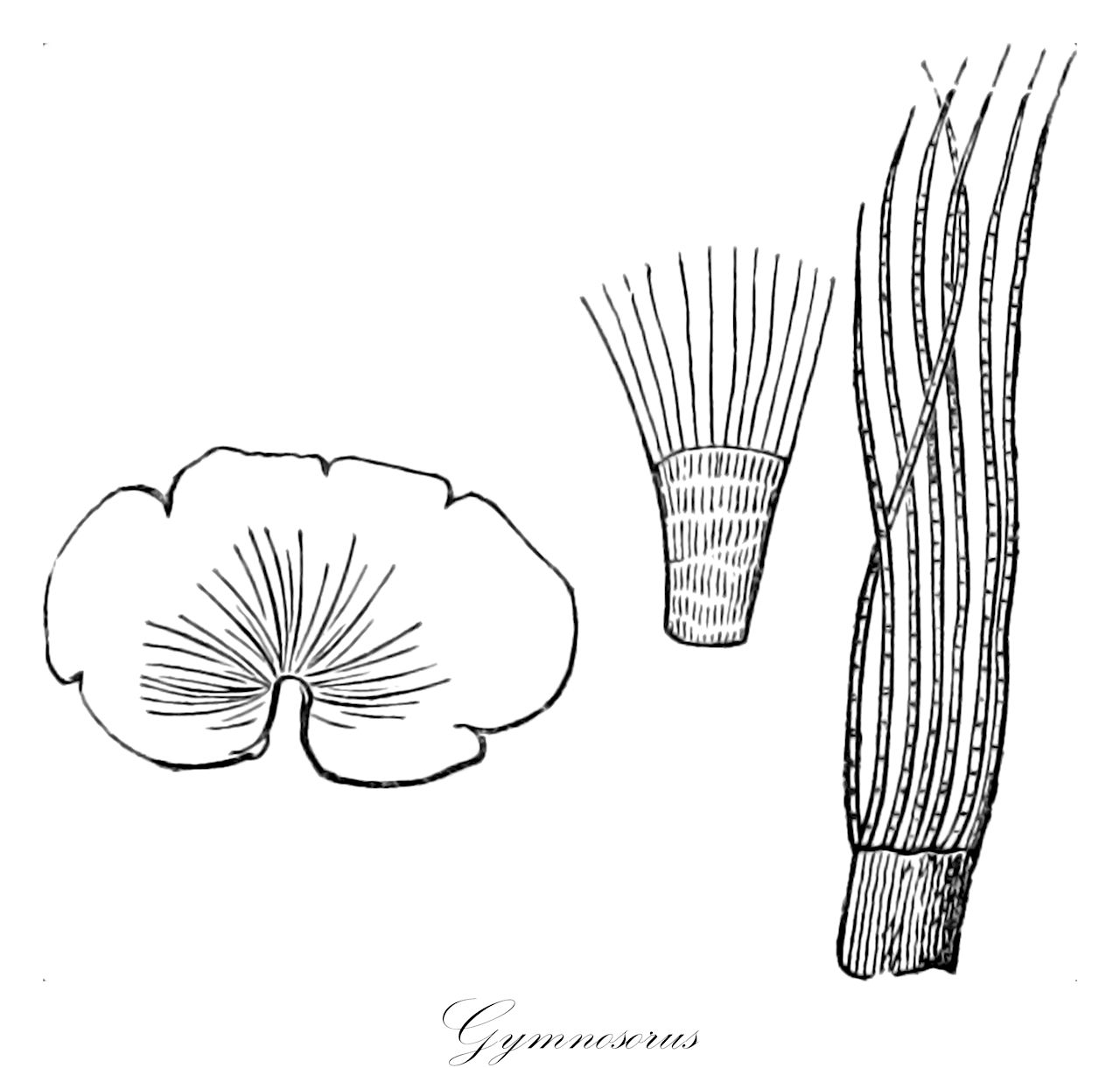 Gymnosorus - Peyssonneliaceae,Biota,Plantae,Rhodophyta,Eurhodophytina,Florideophyceae,Peyssonneliales,Peyssonneliaceae,Gymnosorus